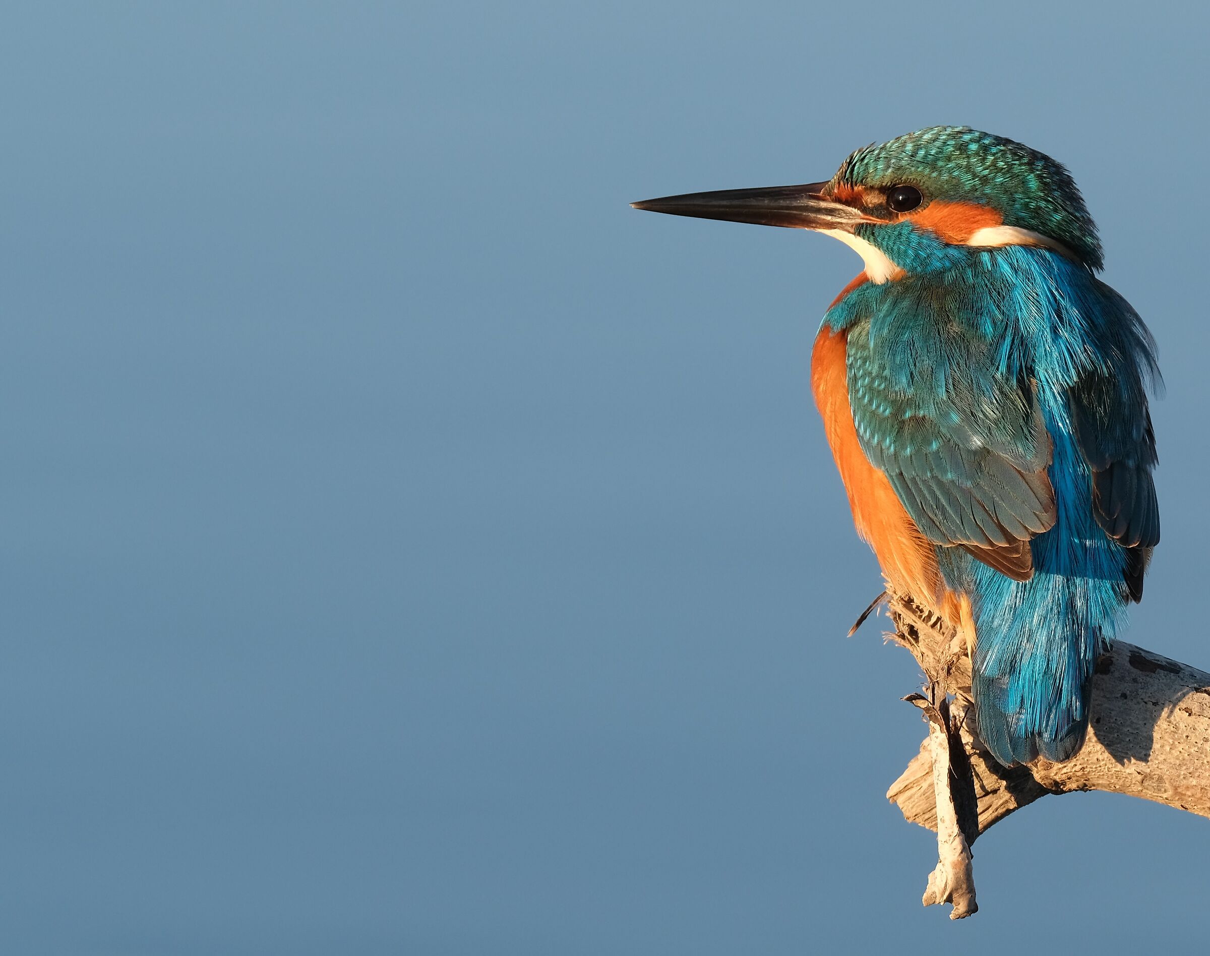 Kingfisher