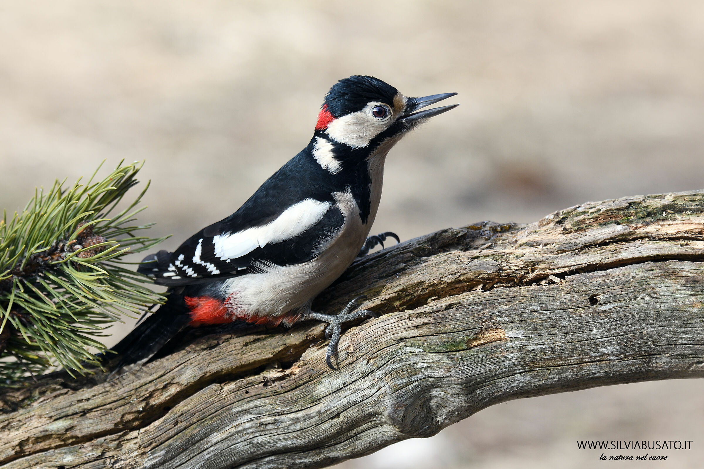 Major red woodpecker
