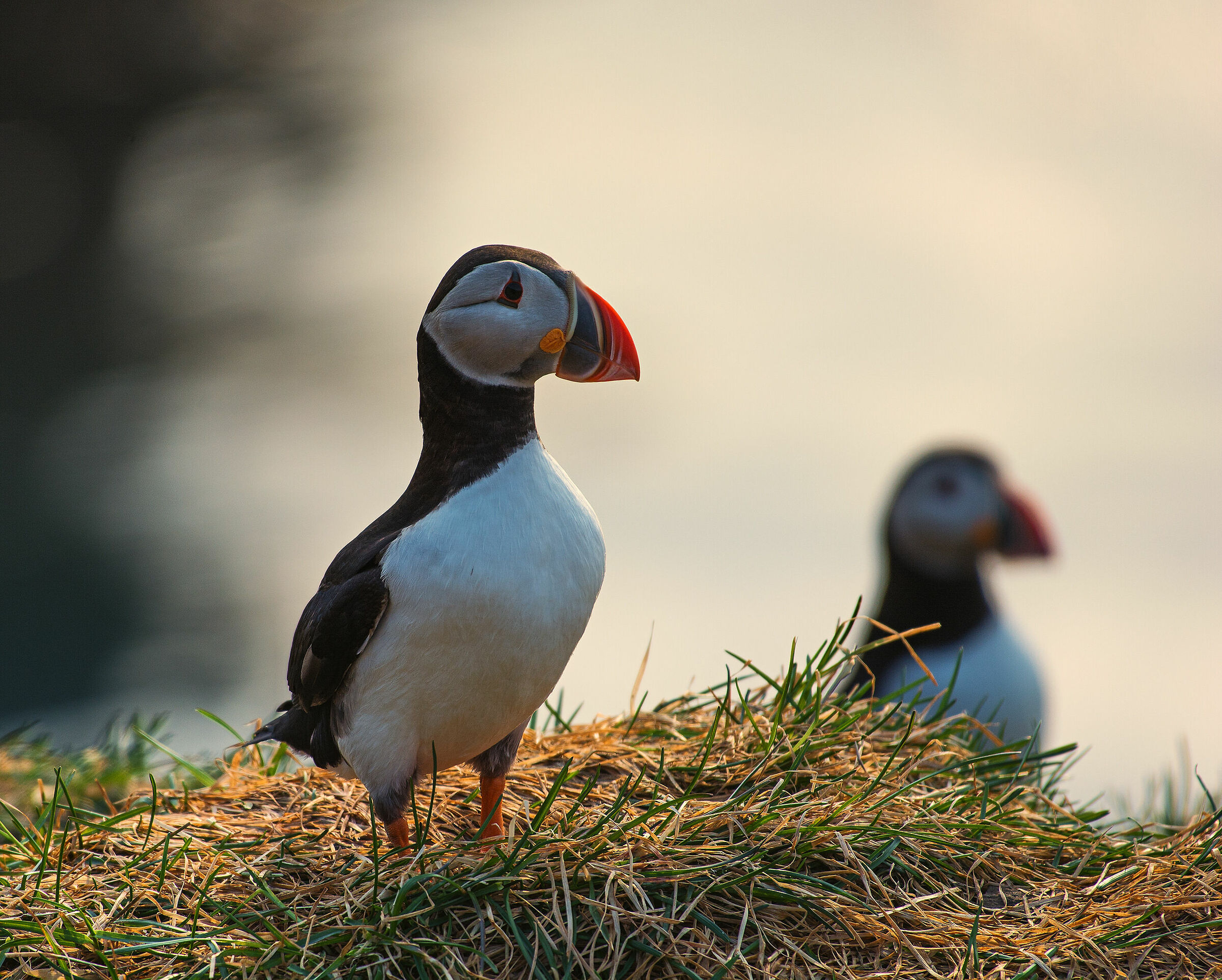 Puffin in Borgarfjar-arhafn - 5