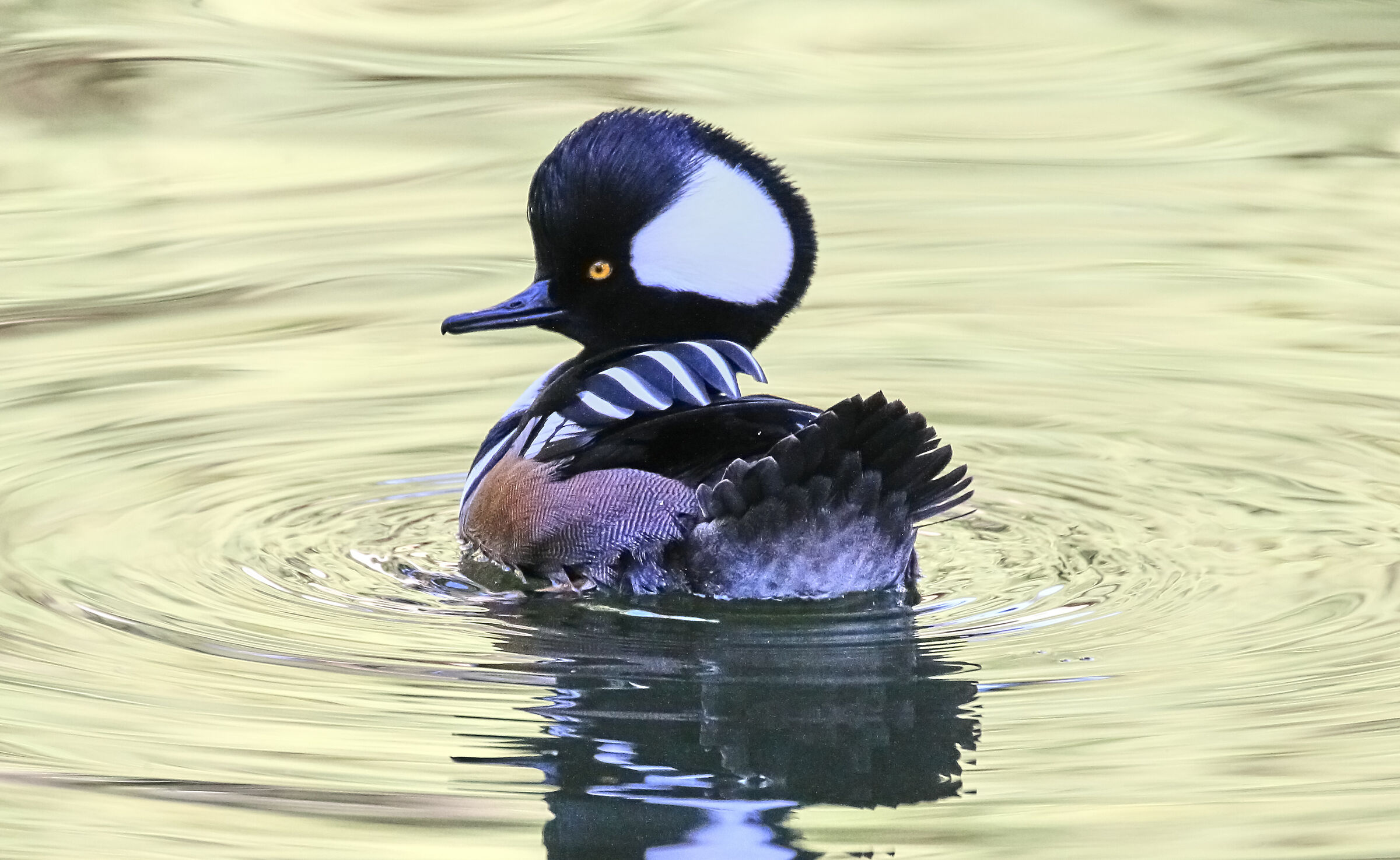 charmimg incappucciato merganzer