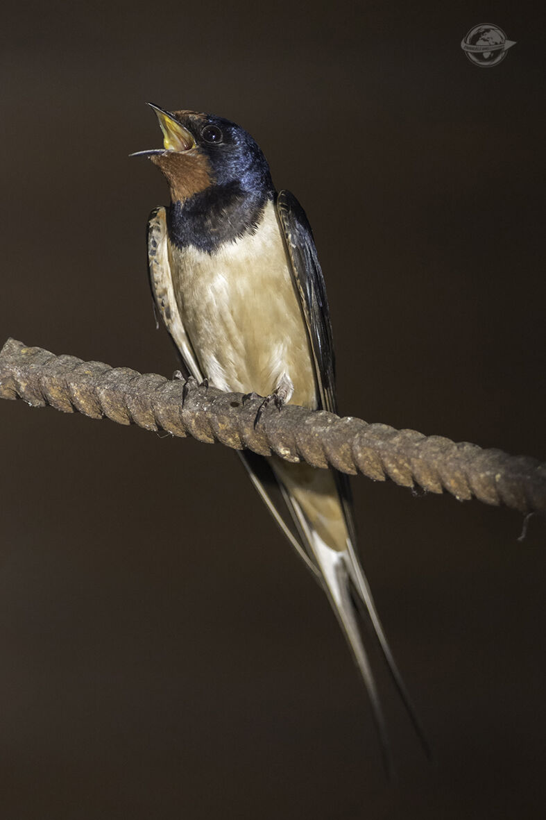 Swallow
