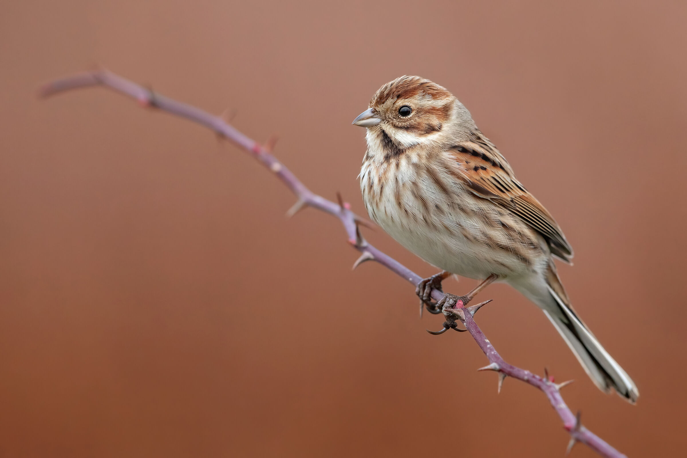 ..migliarino di palude..