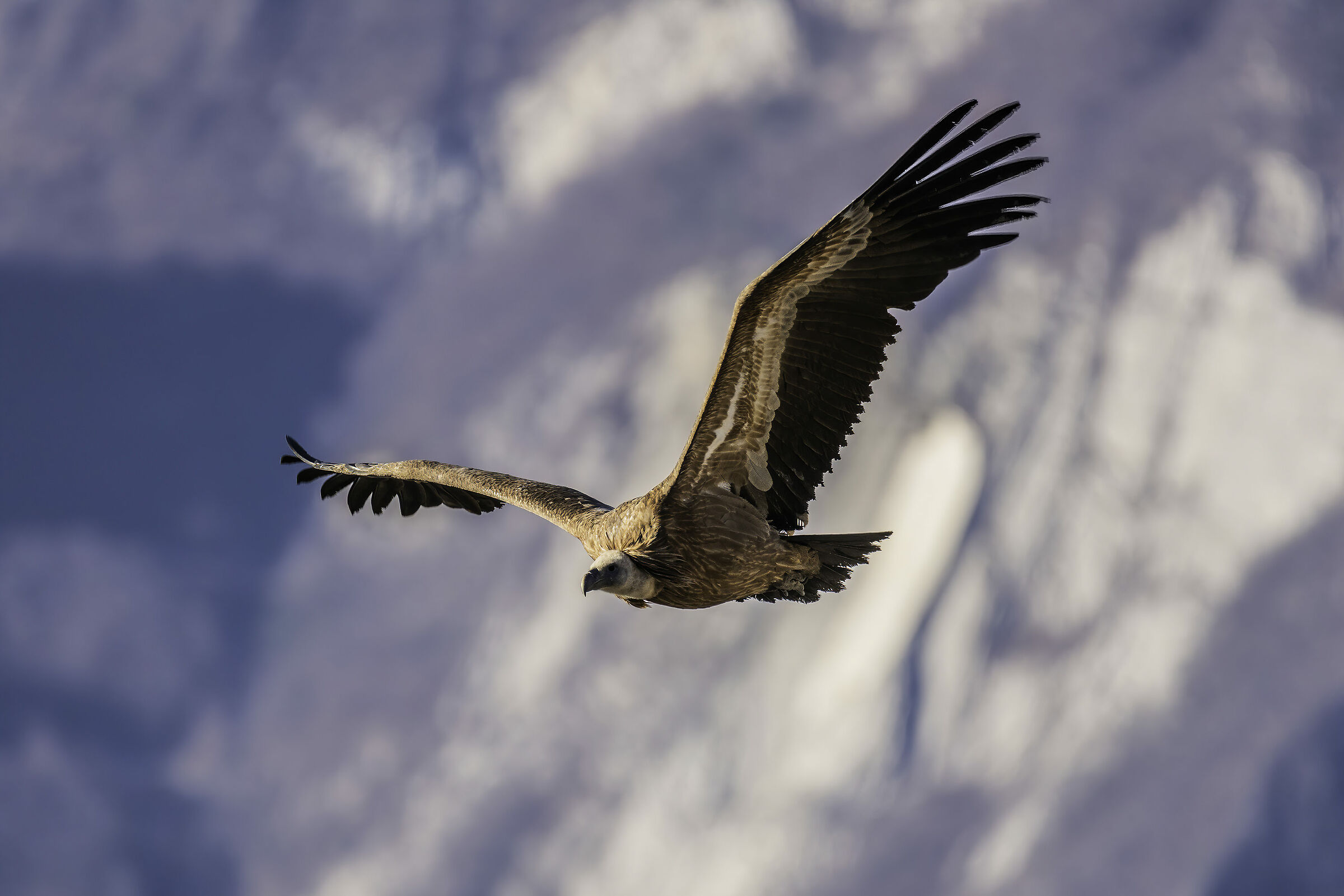 Griffin on flight 2020