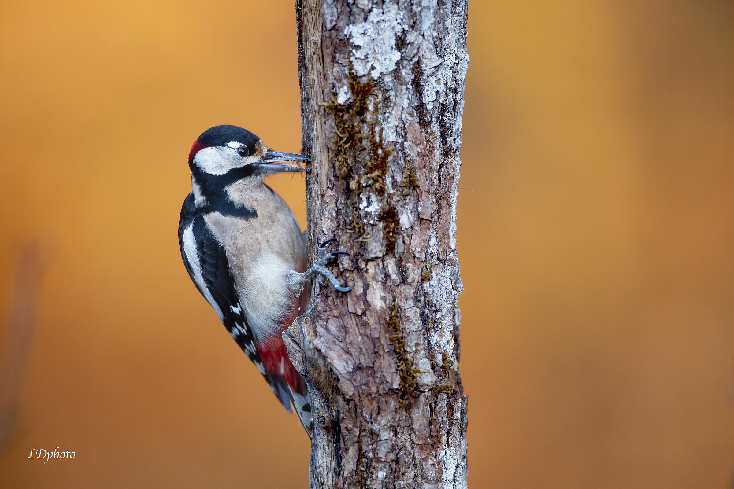 Picchio rosso maggiore