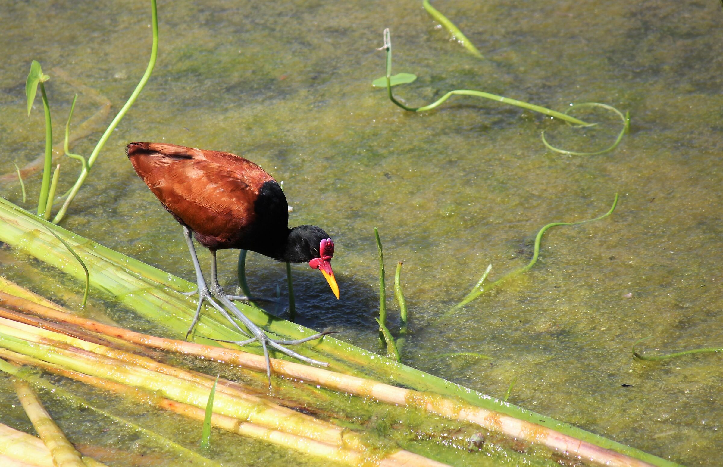 the hunt for jacana