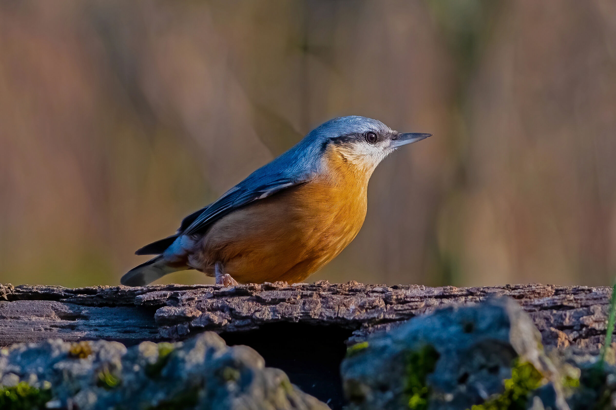 Picchio Muratore  by M.