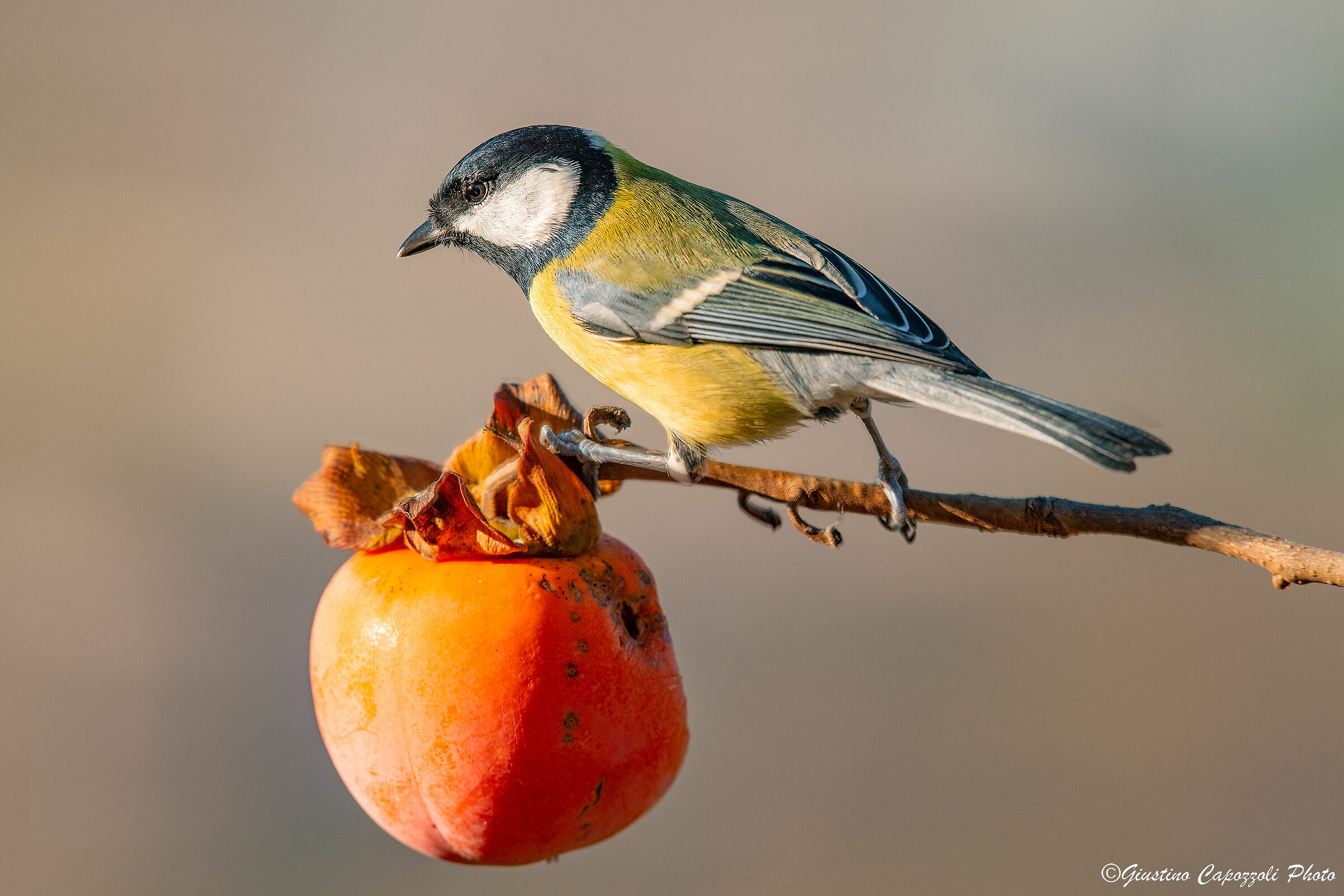 The Titcheal and the Kako