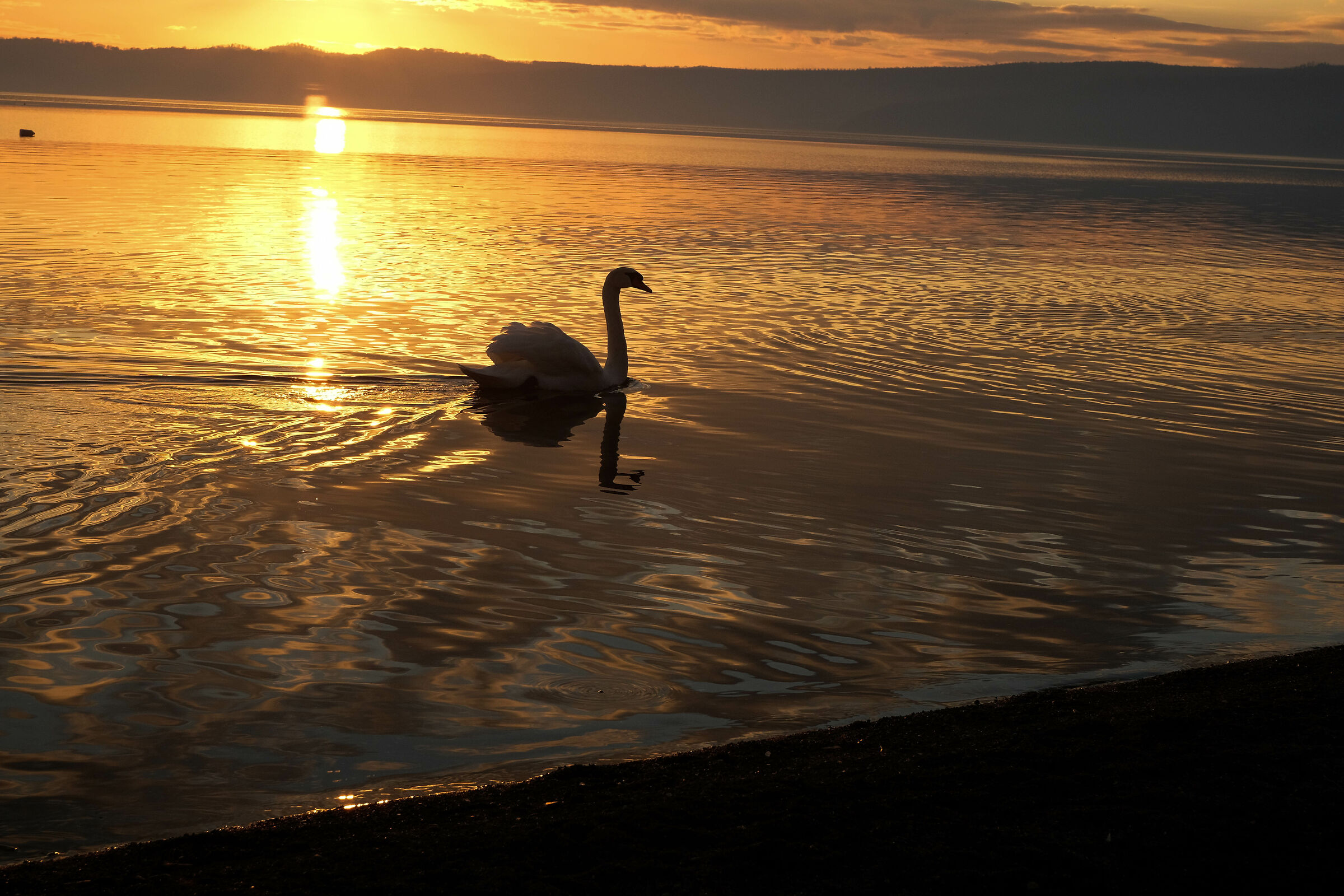 cigno al tramonto