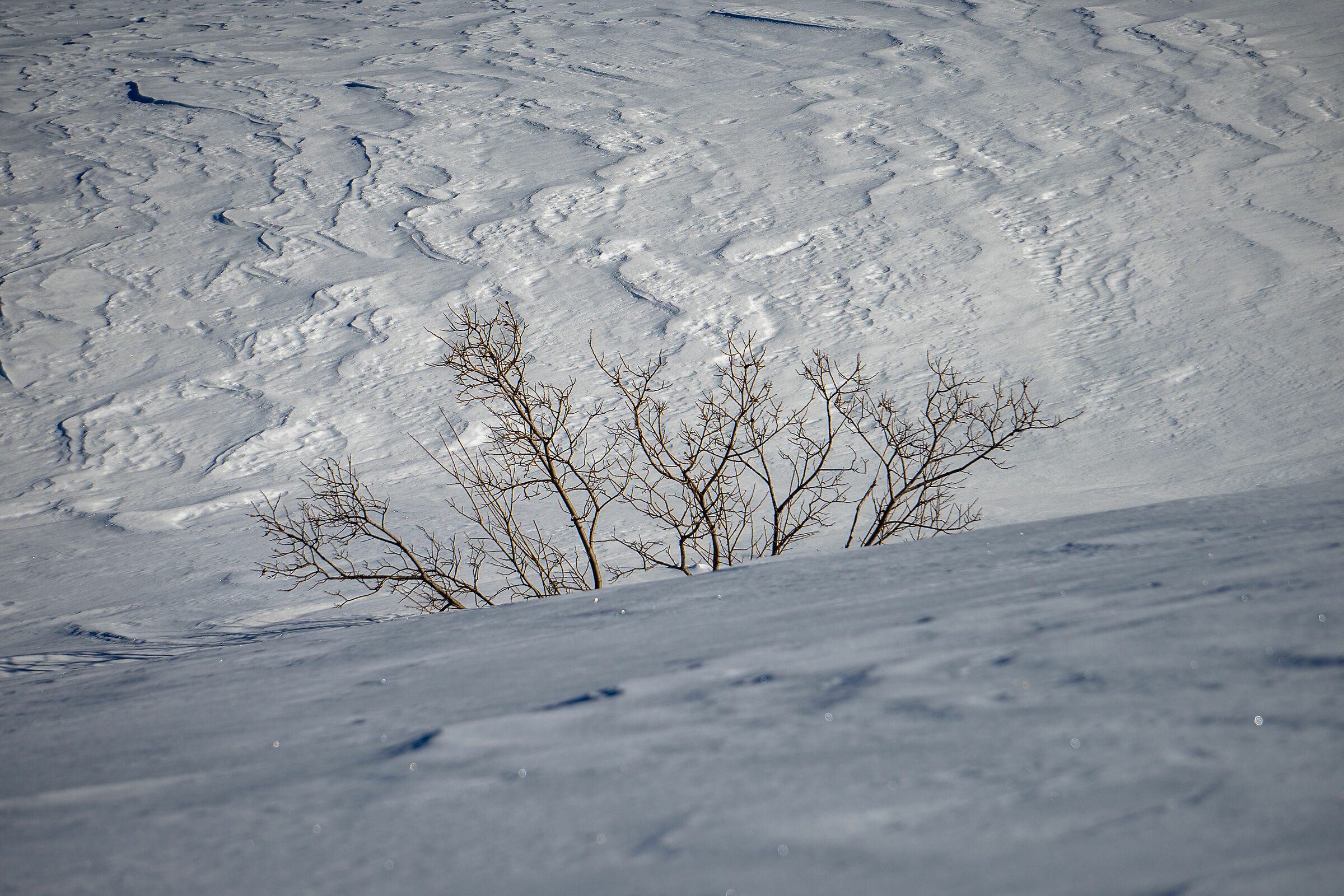 Tenacity and delicacy