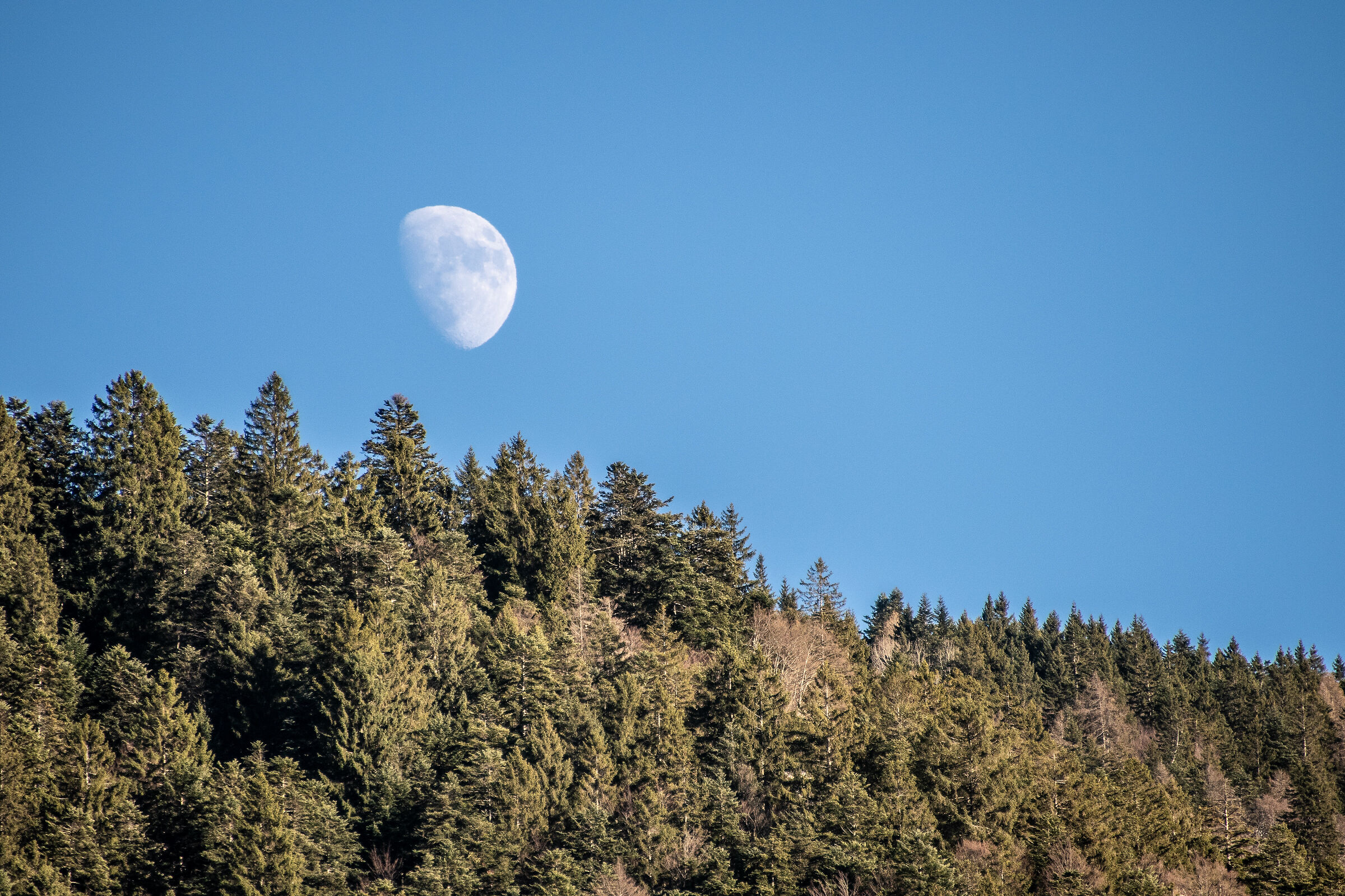 The Moon in the Woods