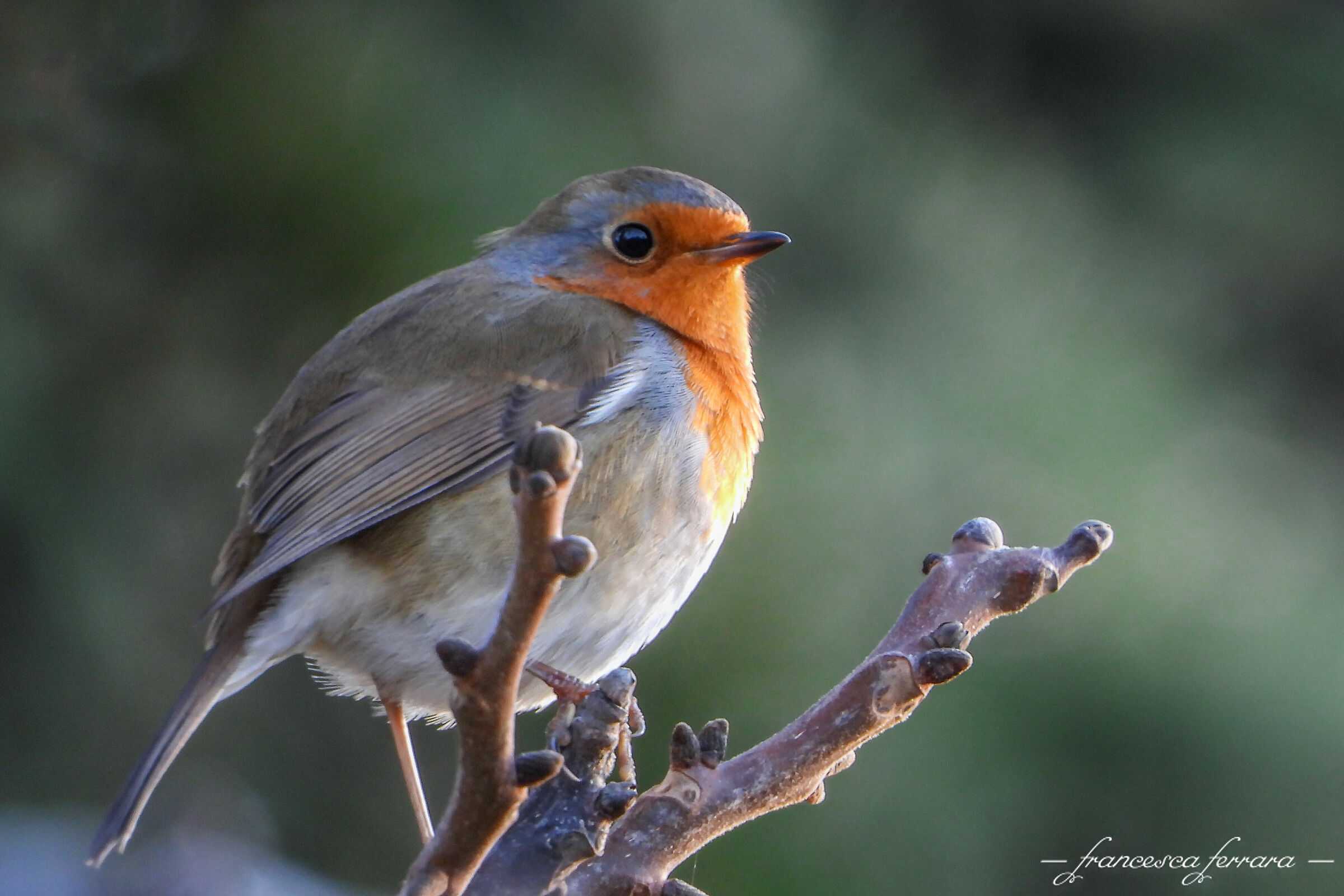 Pettirosso (Erithacus Rubecula)