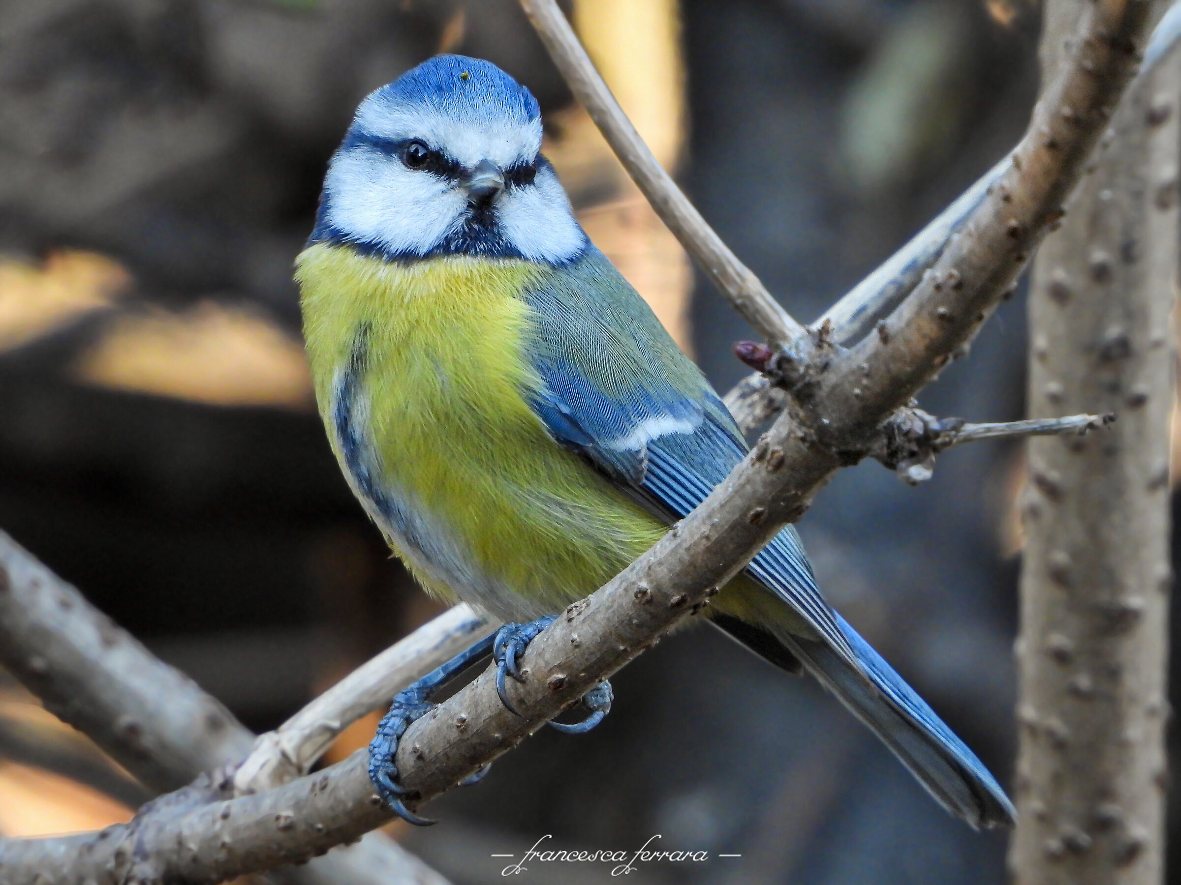 Cinciarella (Cyanistes caeruleus)