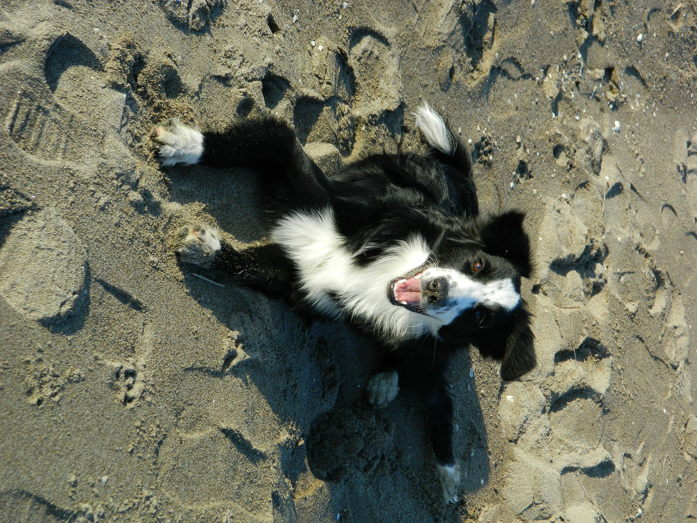Arya on the sand(2)