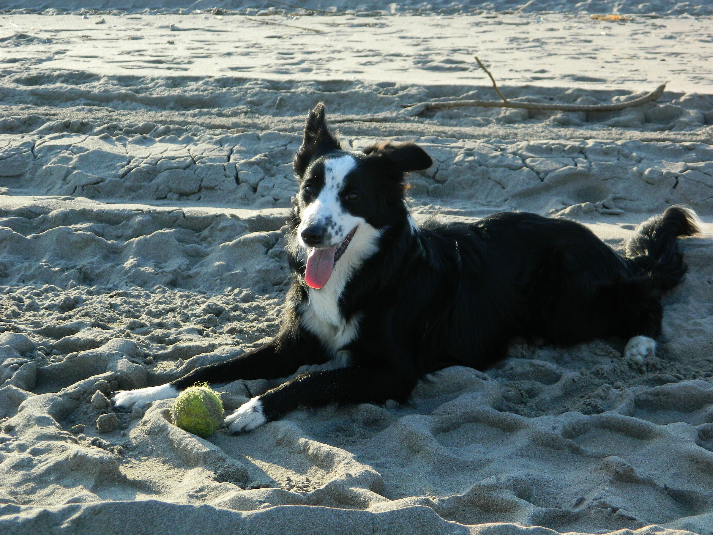 Arya and the ball(2)
