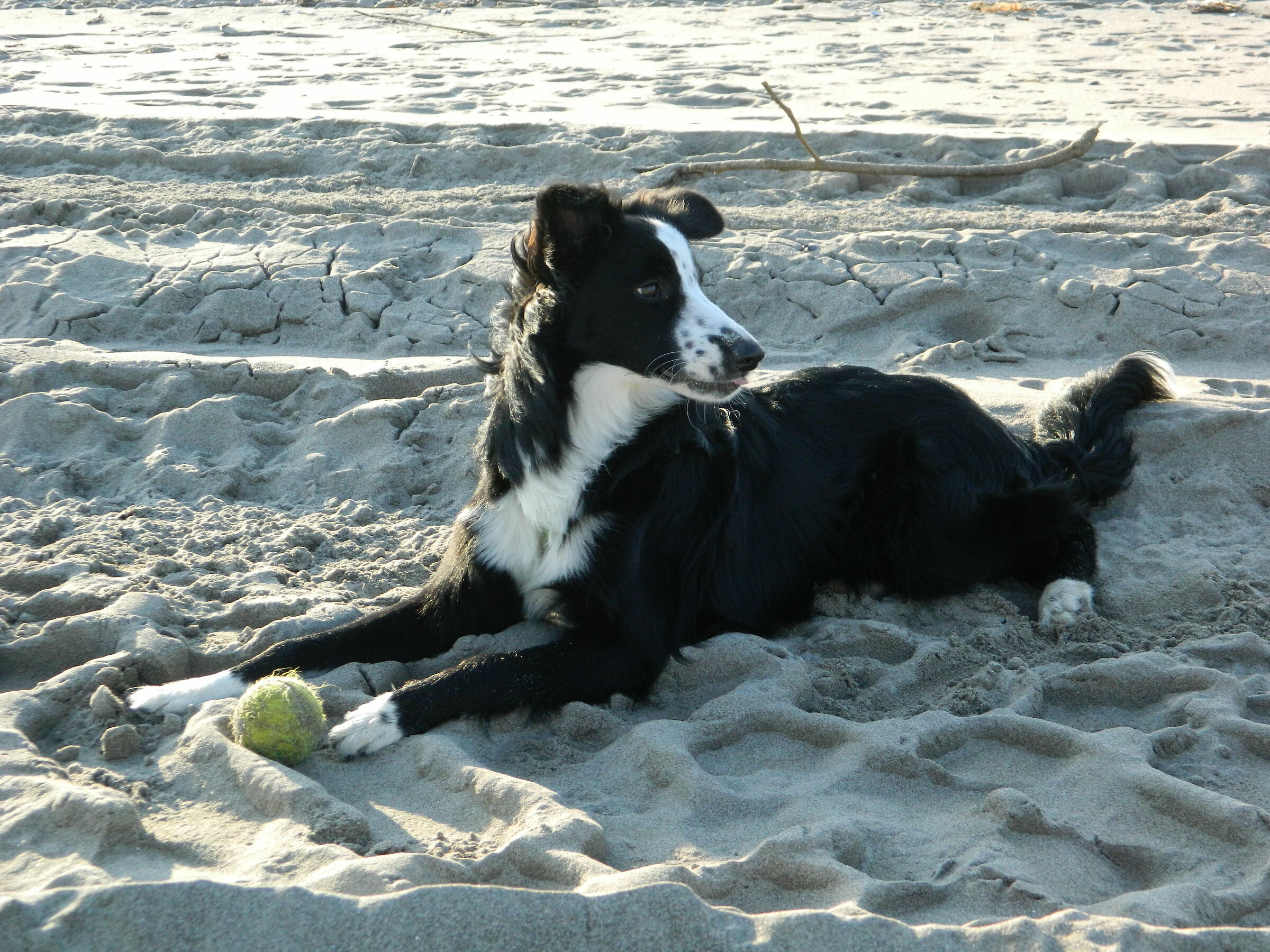 Arya and the ball(3)