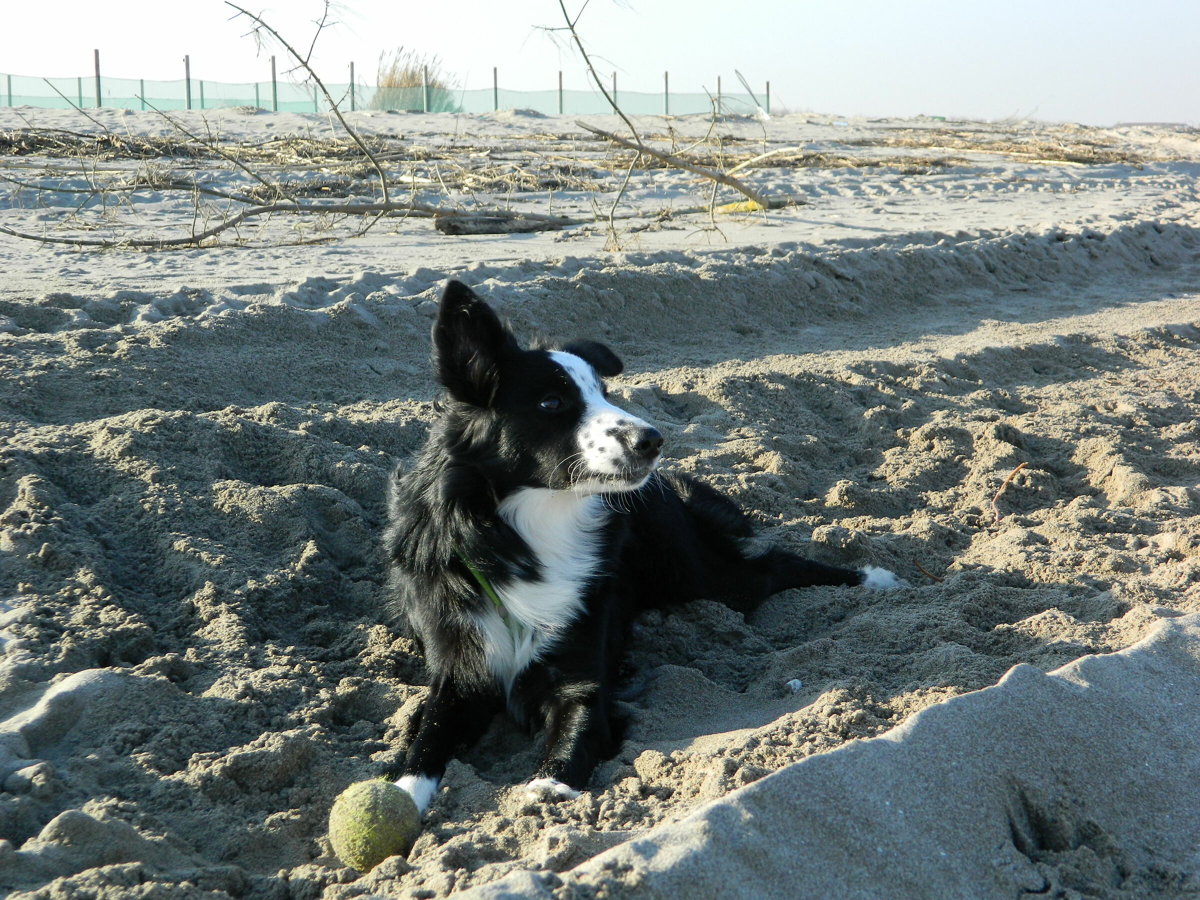 Arya and the ball(4)