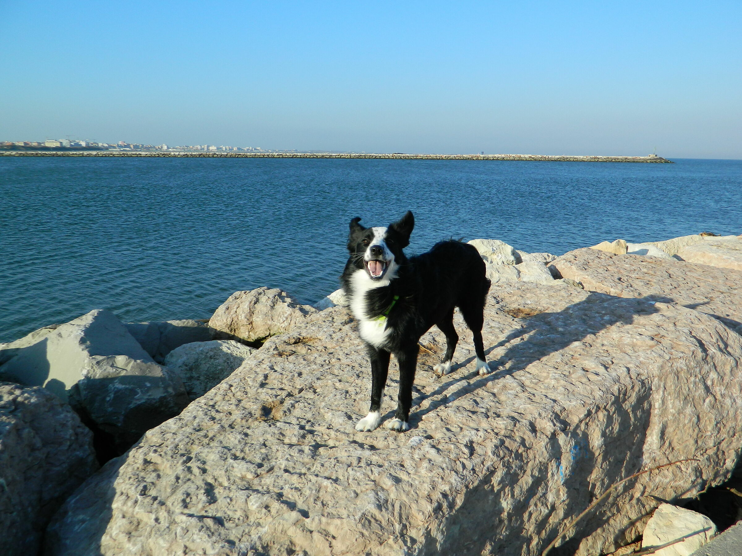 Arya on the rocks