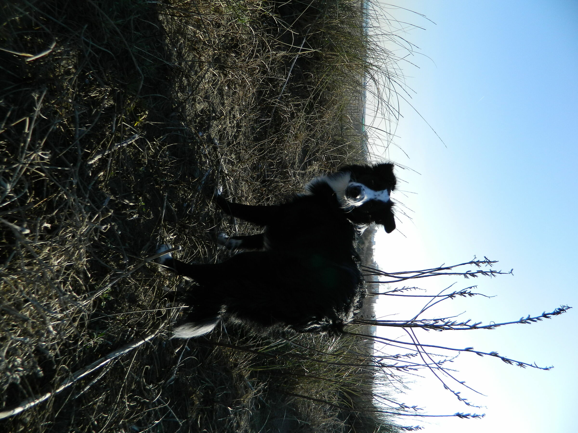 Arya in the dung(3)