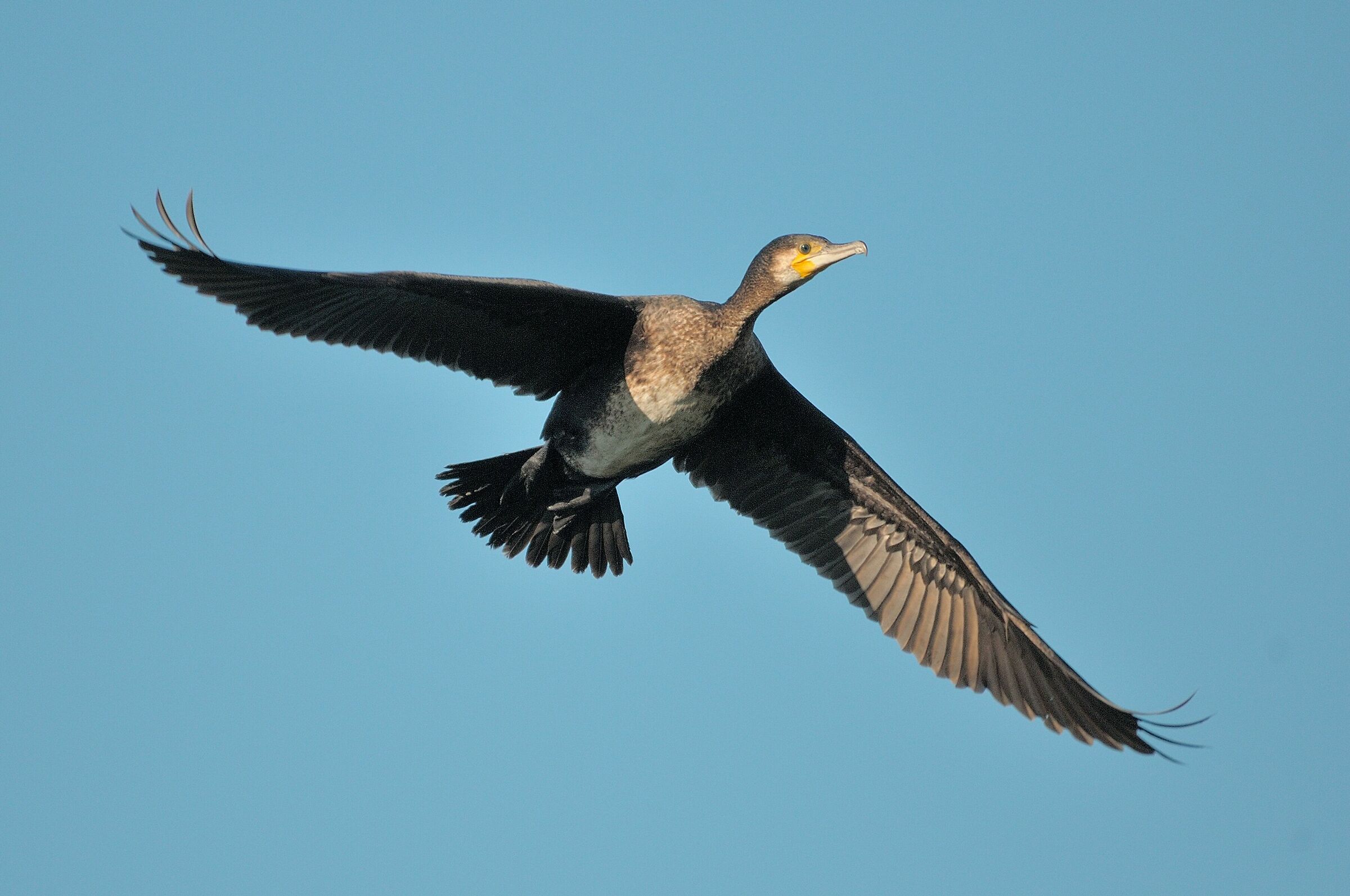 Cormorano
