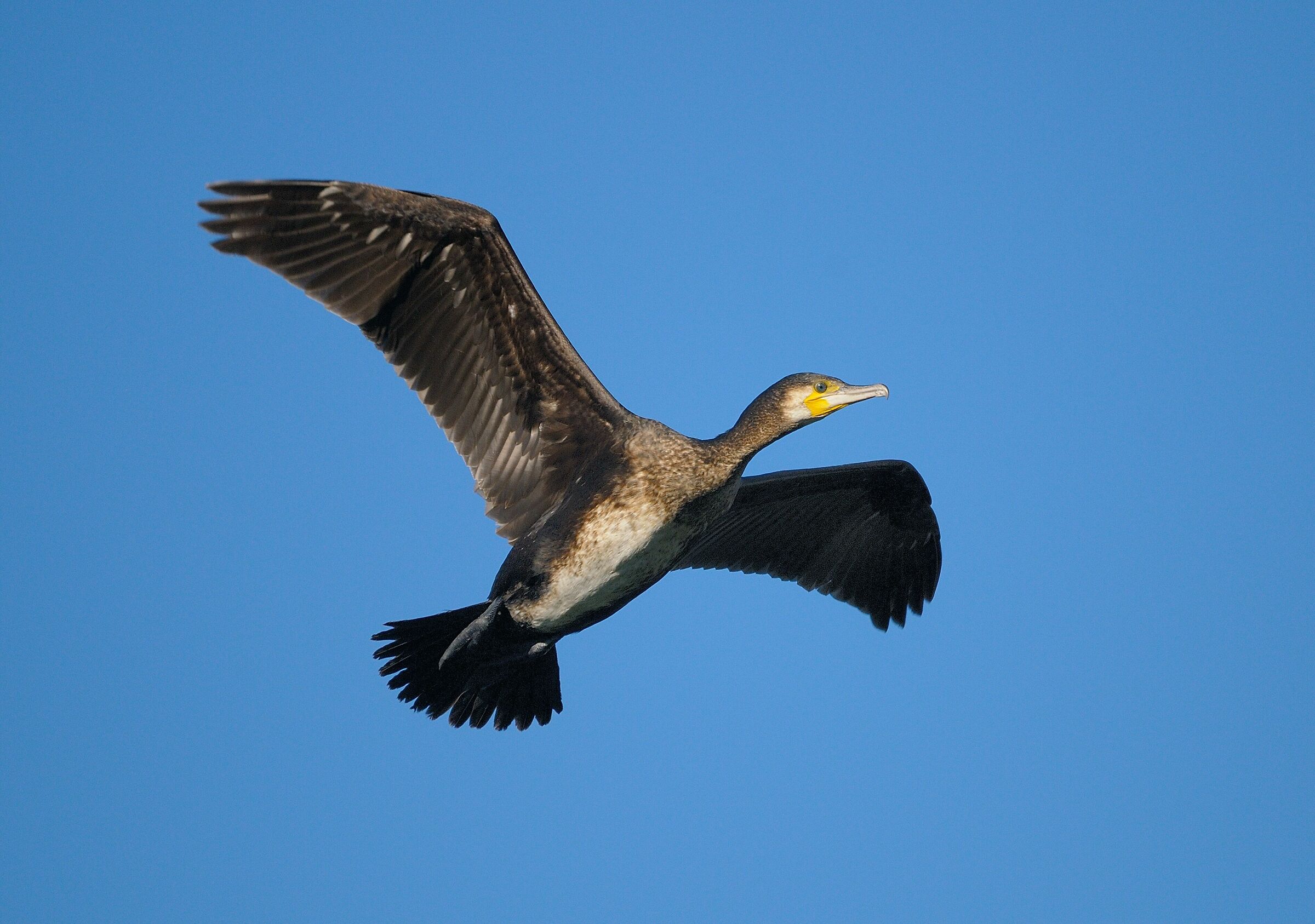 Cormorano