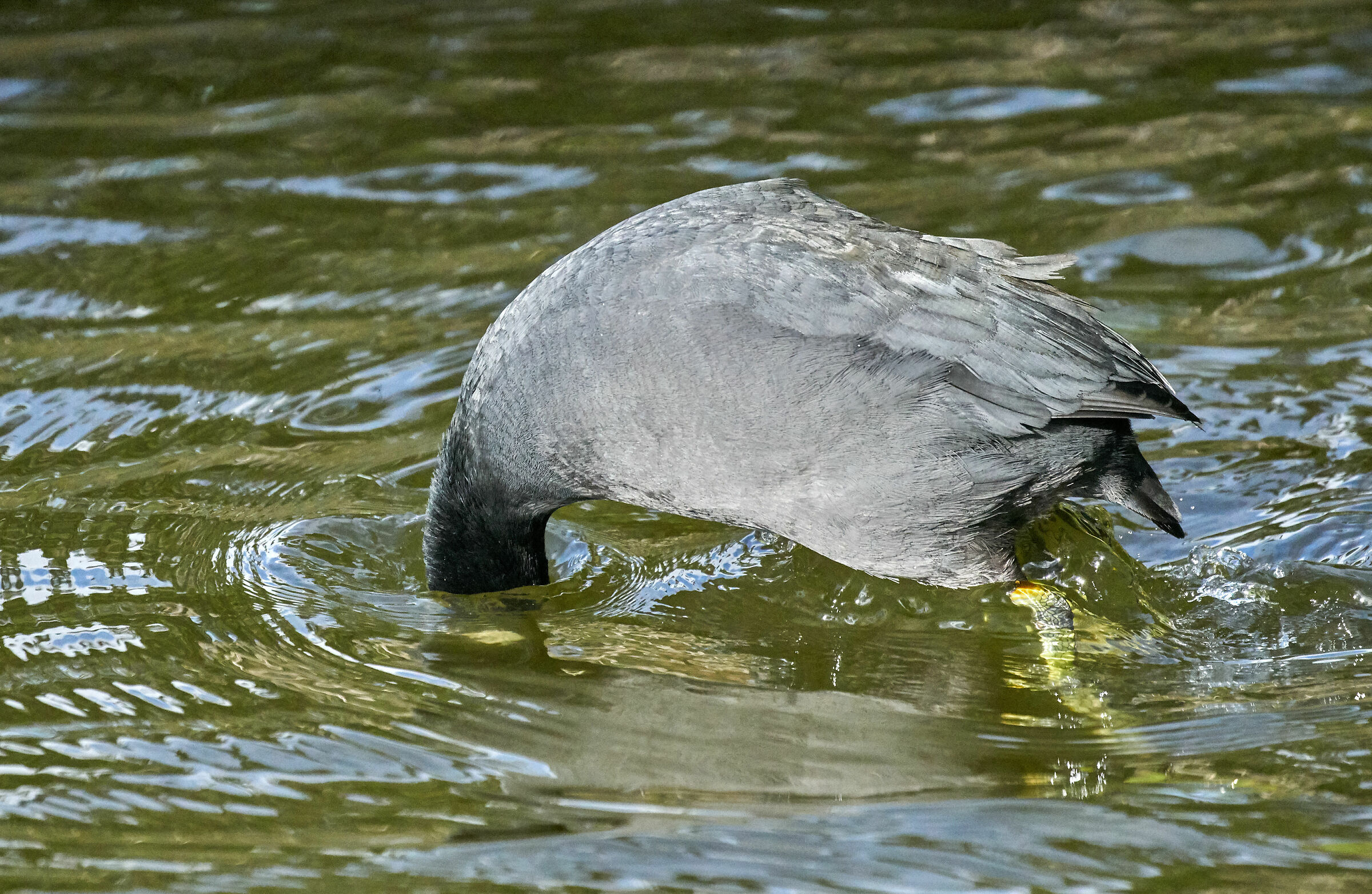 Immersione congelata
