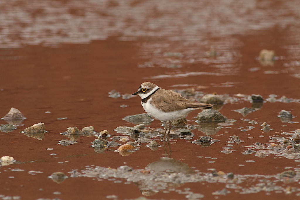 Corriere Piccolo in Deserto Rosso