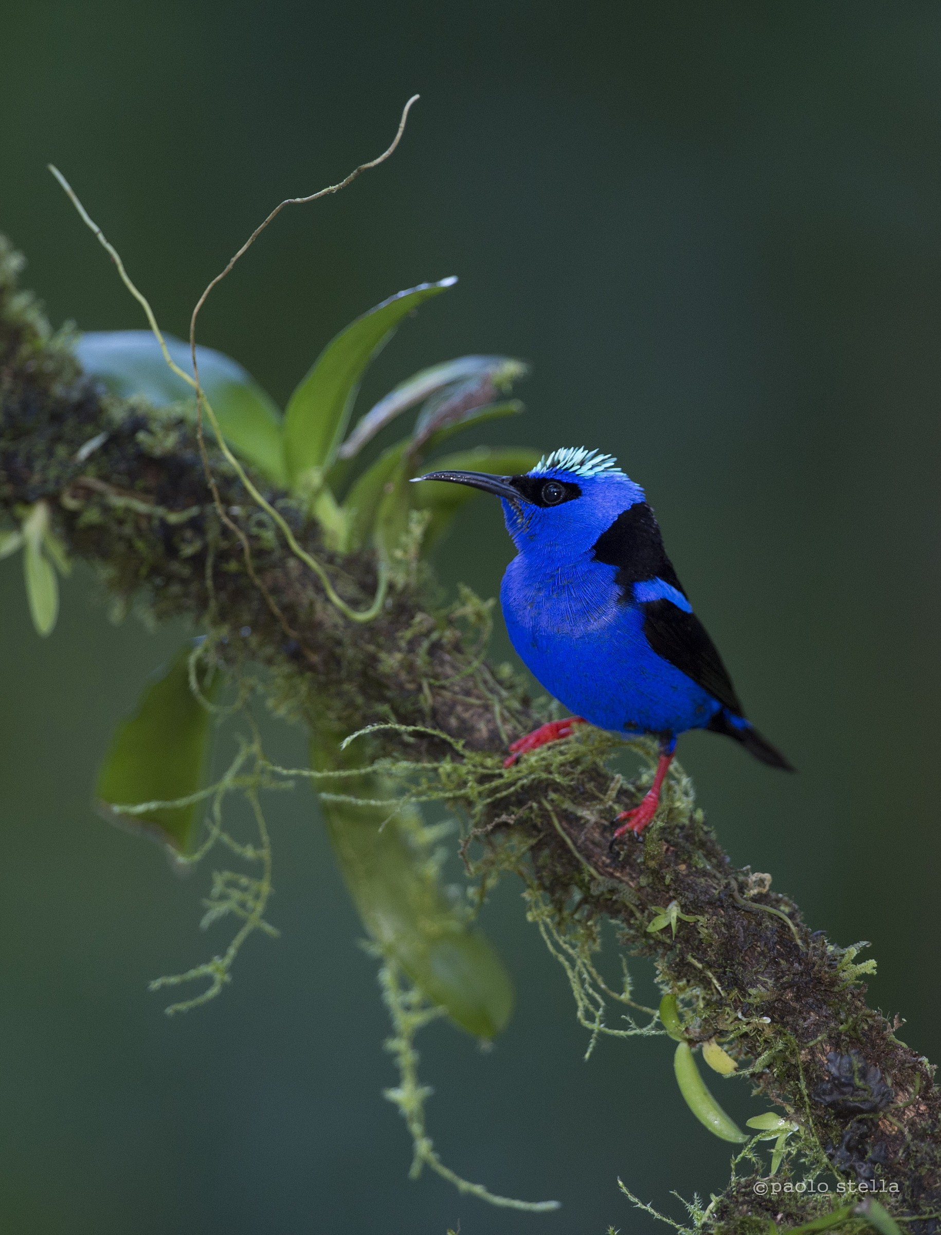 Red-legged Honeycreeper