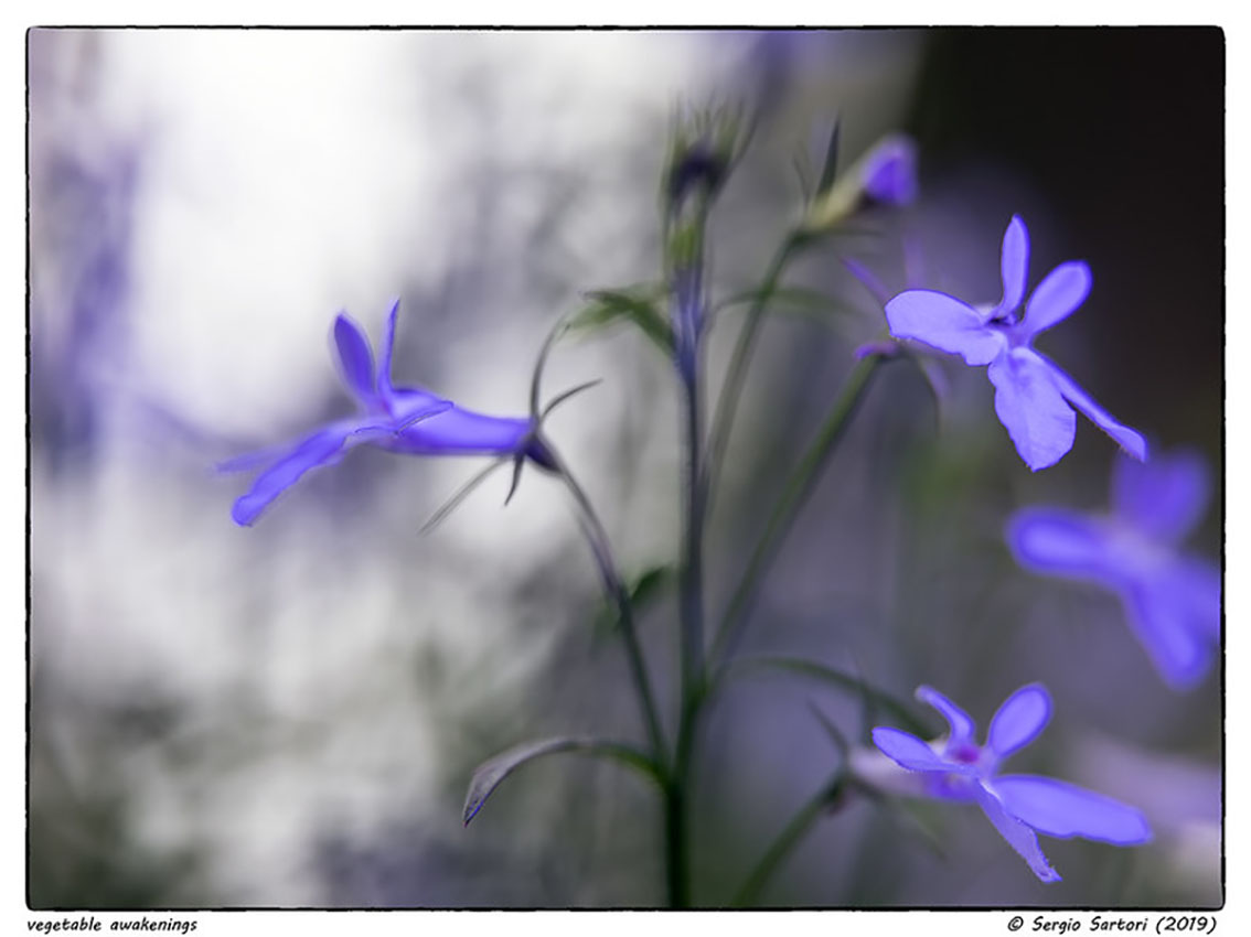 Vegetable awakenings 2