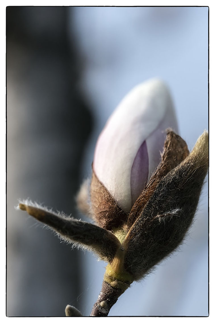 Vegetable awakenings 5