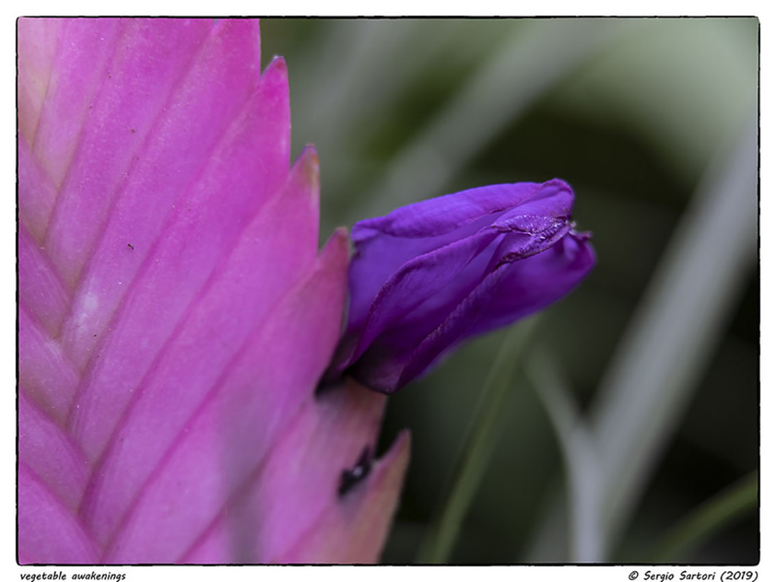 Vegetable awakenings 6