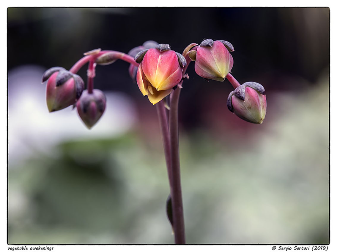 Vegetable awakenings 8