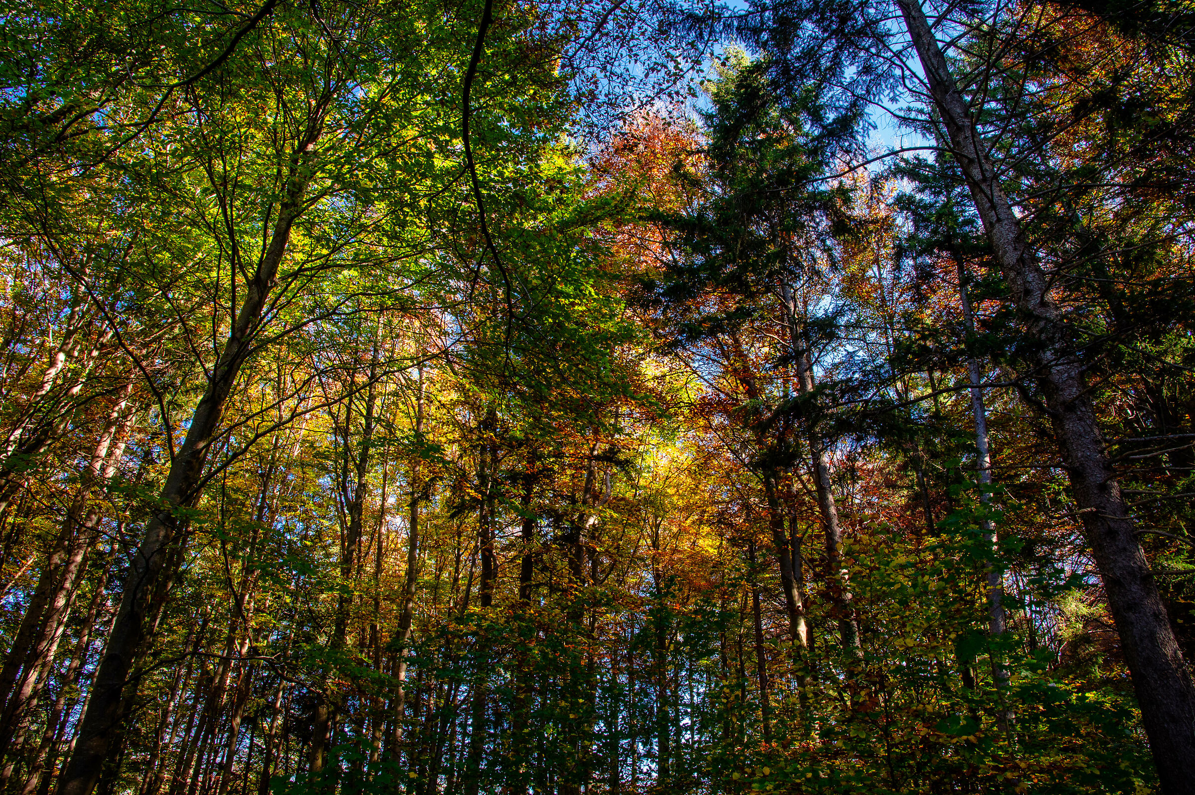 united colors of...... Forest