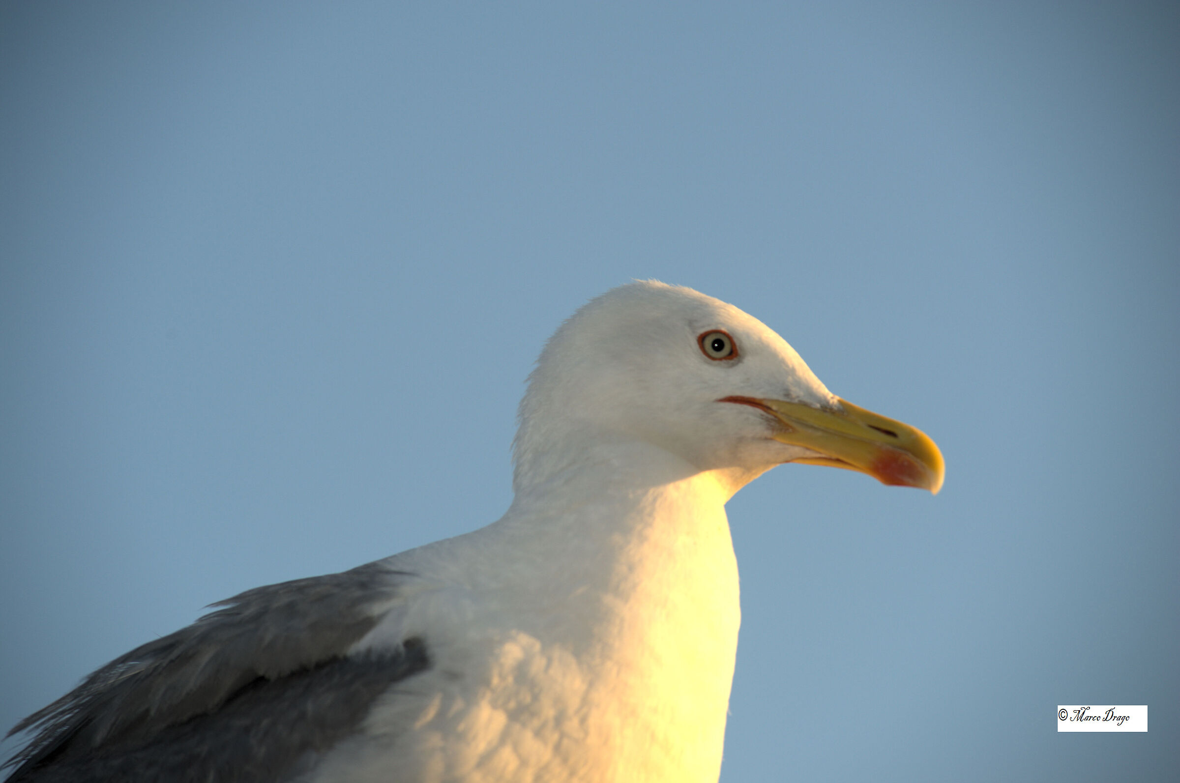 Seagull 1