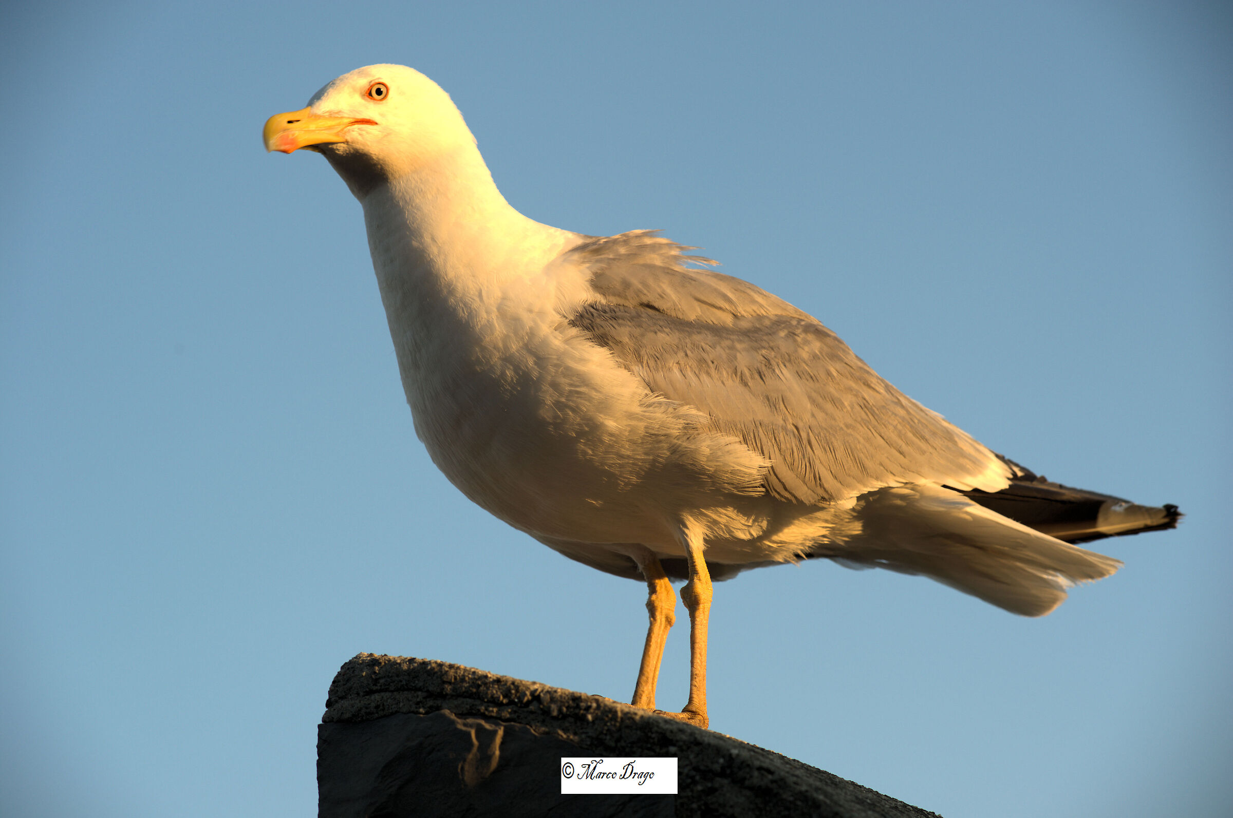 Seagull 2