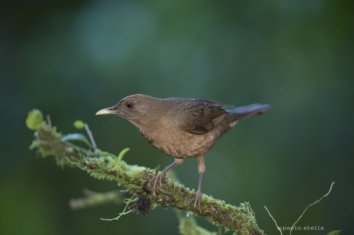 Clay-colored Thrush