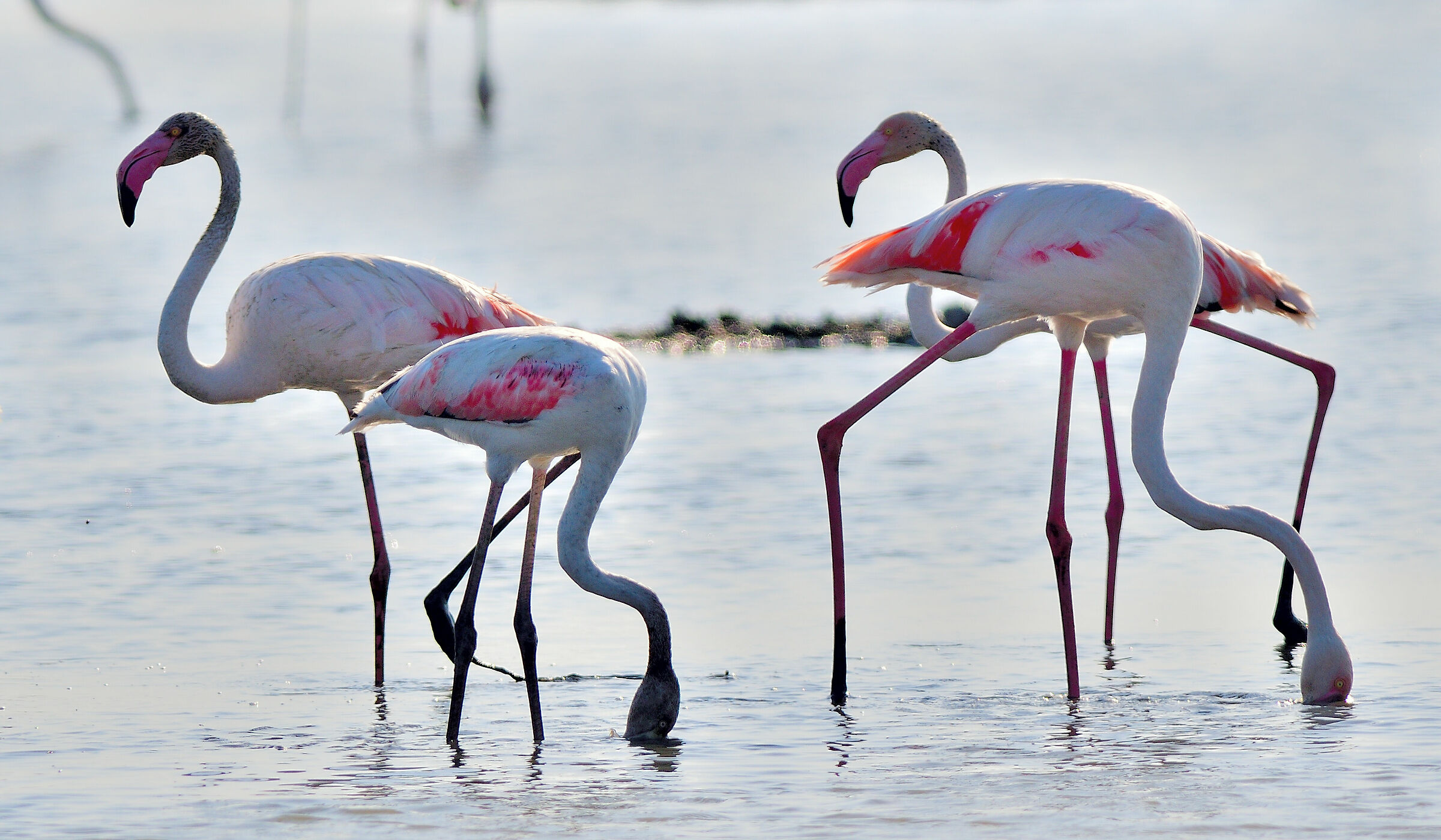 pond of pauli and salts