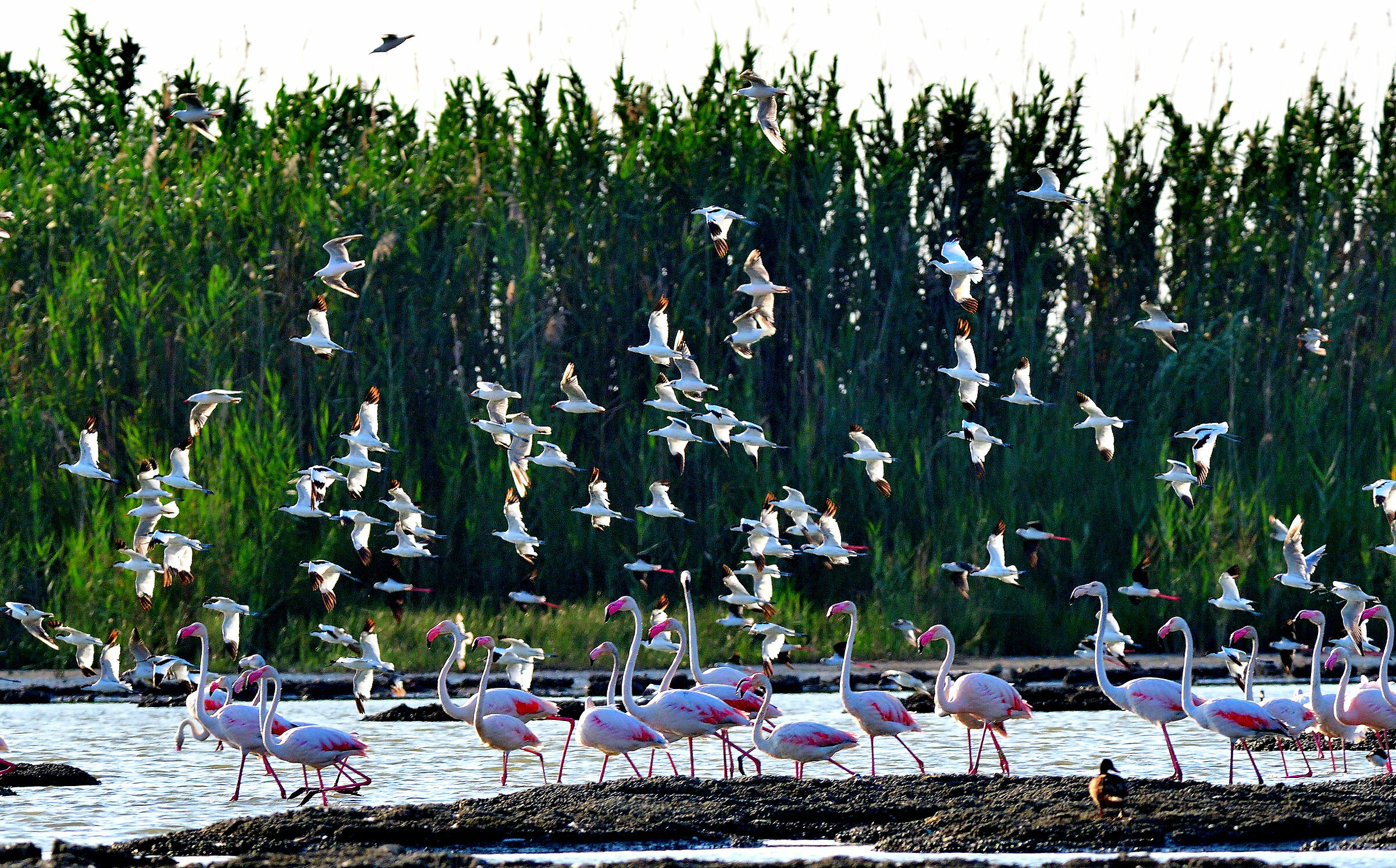 stagno di pauli e sali