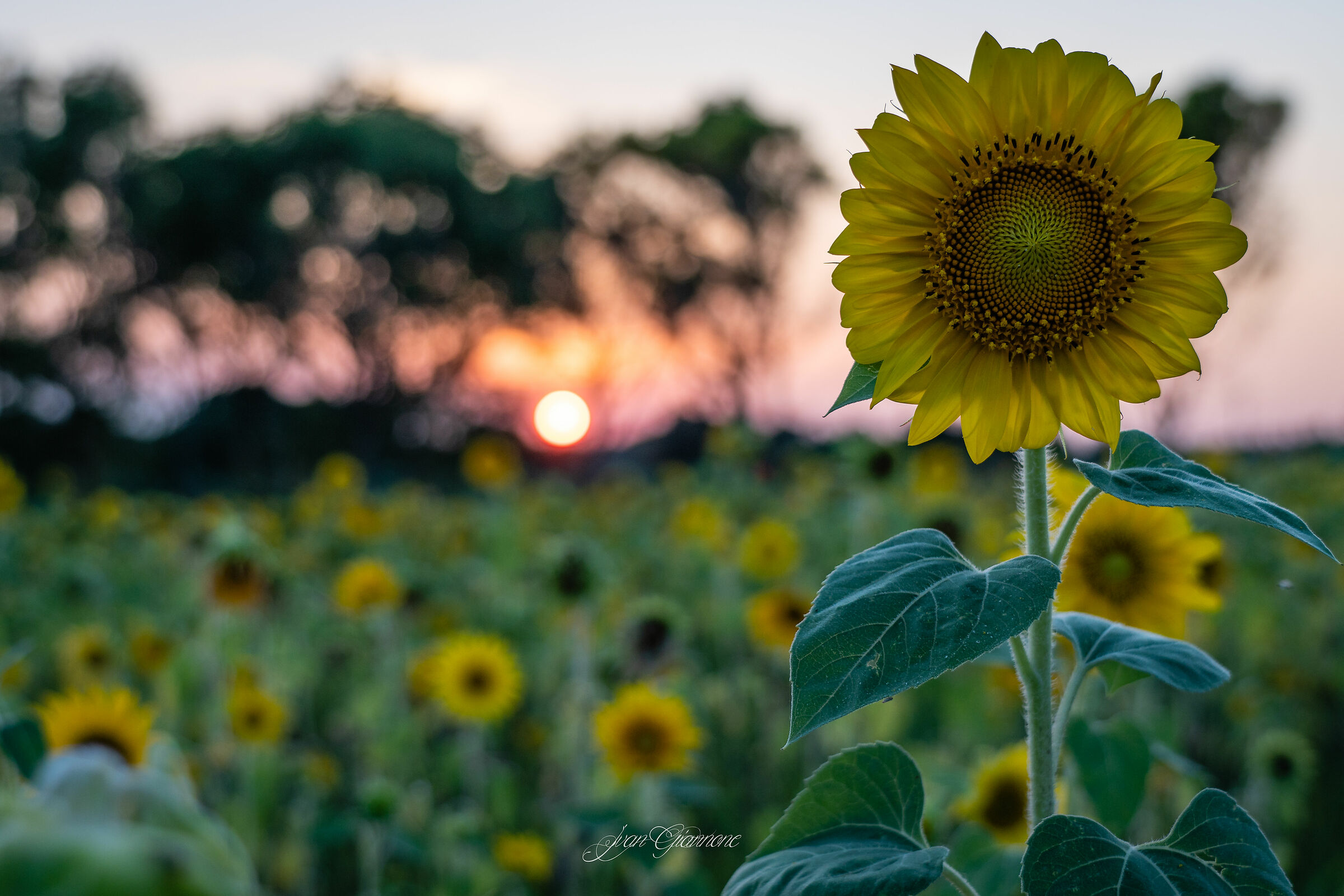 The sunflower offended