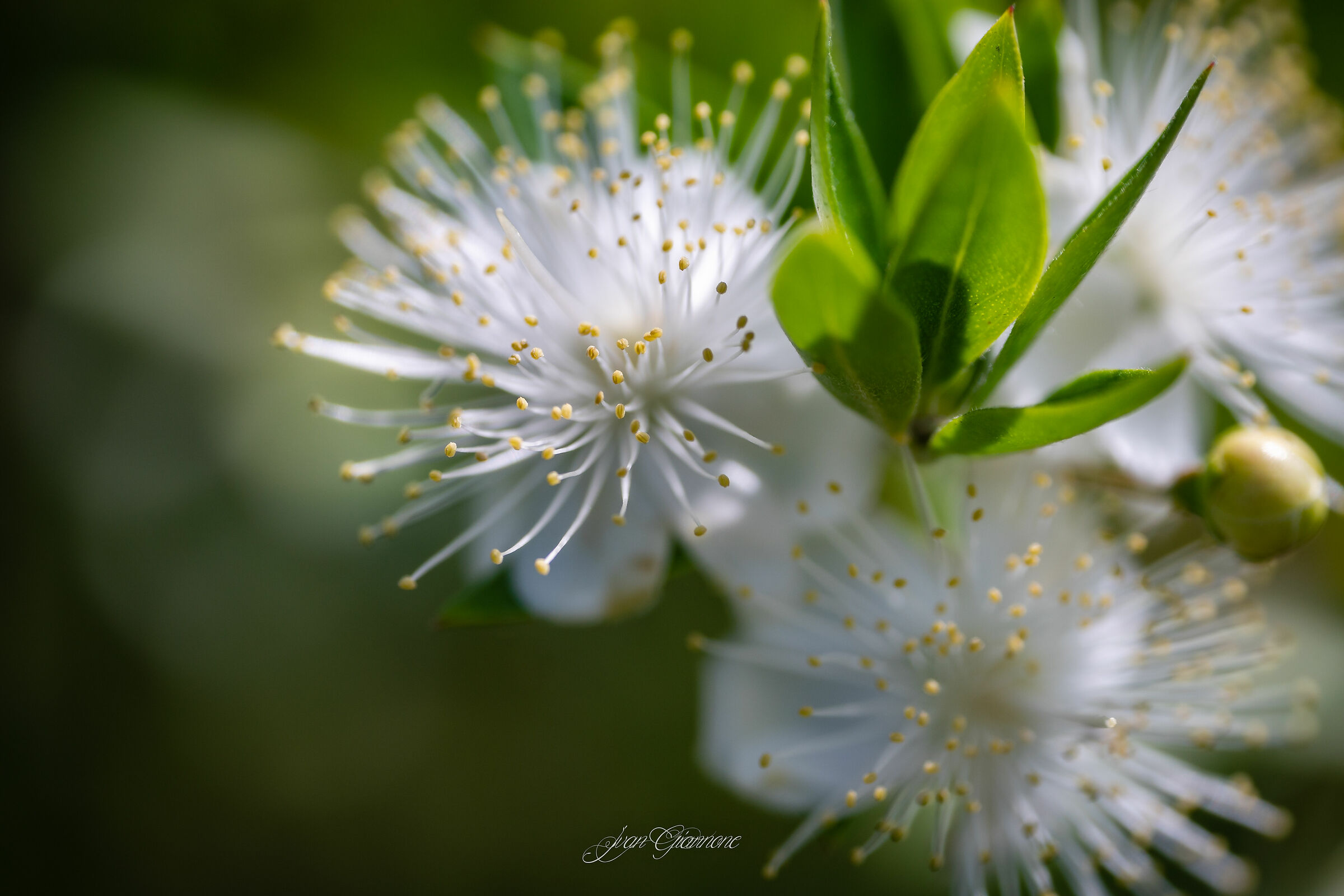 Myrtle Flowers