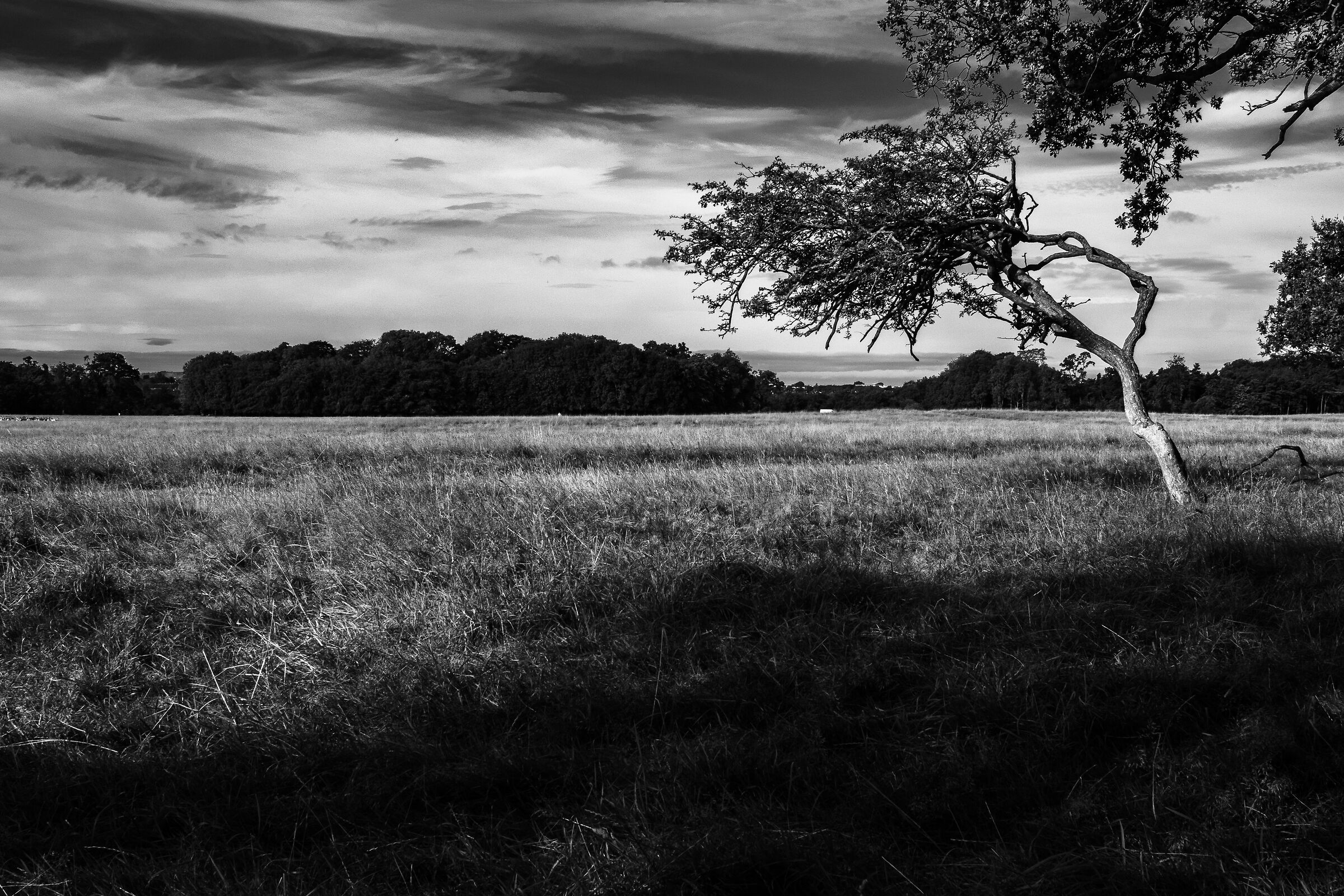 phoenix park ireland
