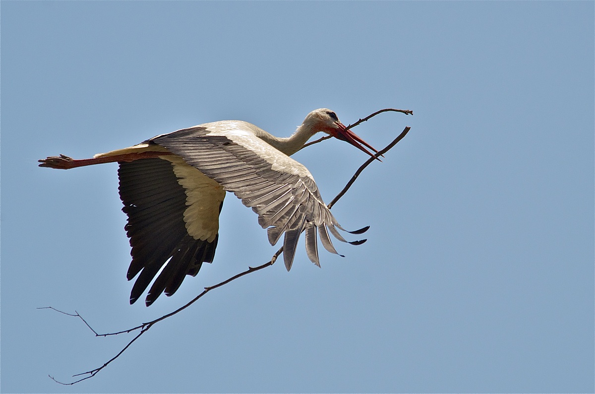 White stork against the dramatic