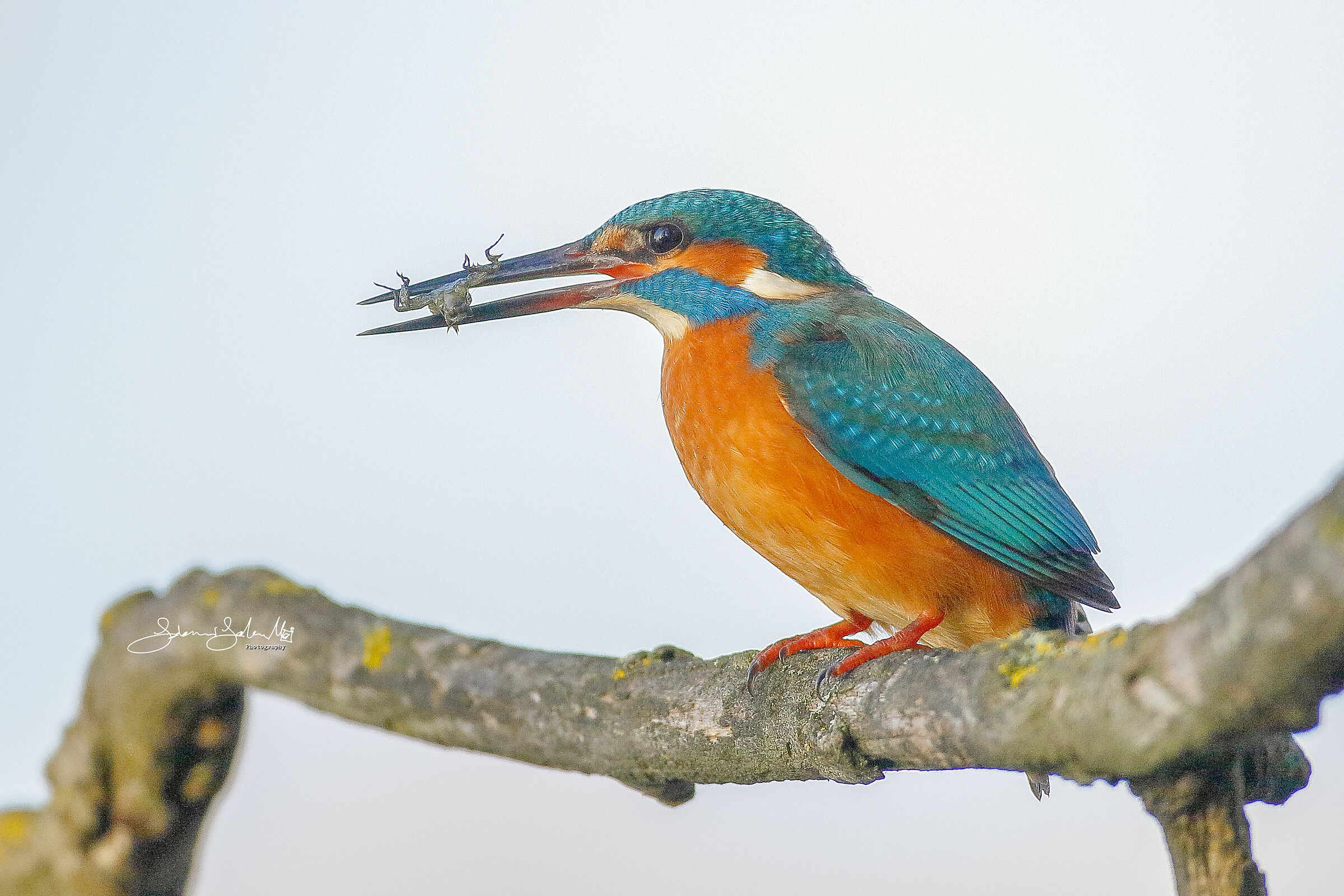 The King's Fisher and cricket