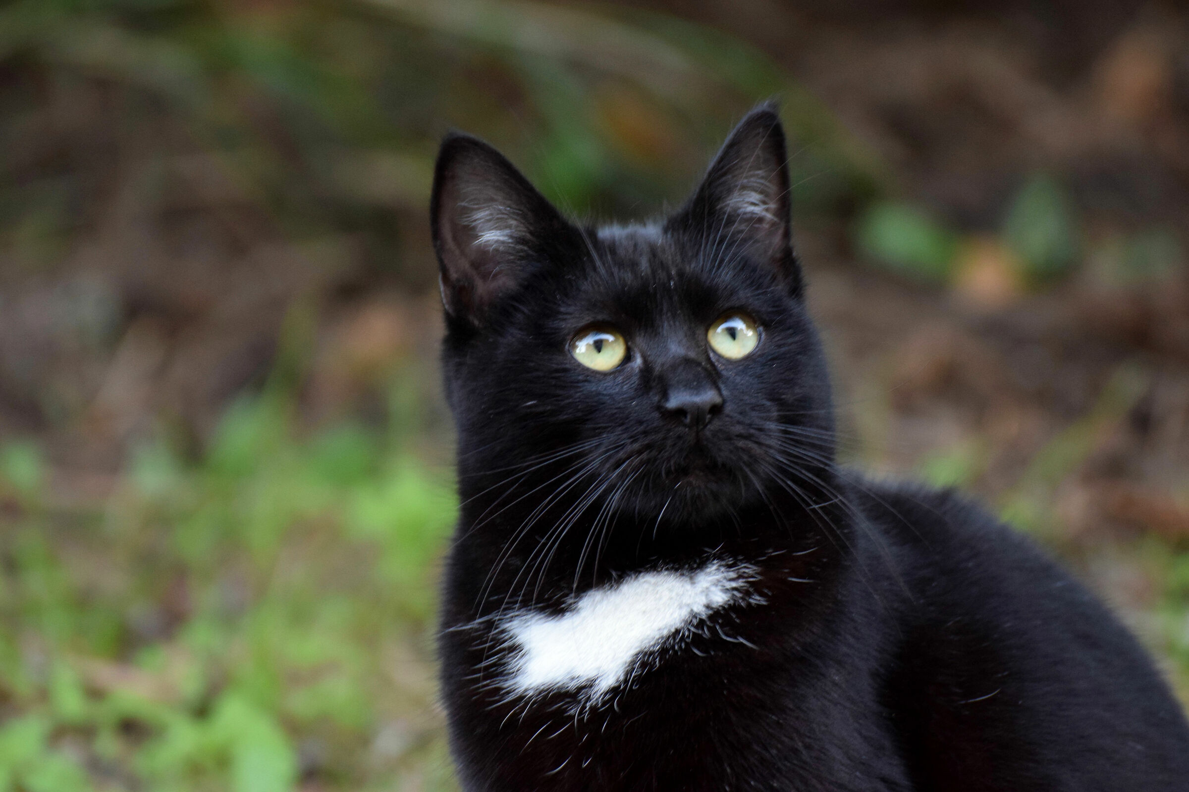 Mr. Black