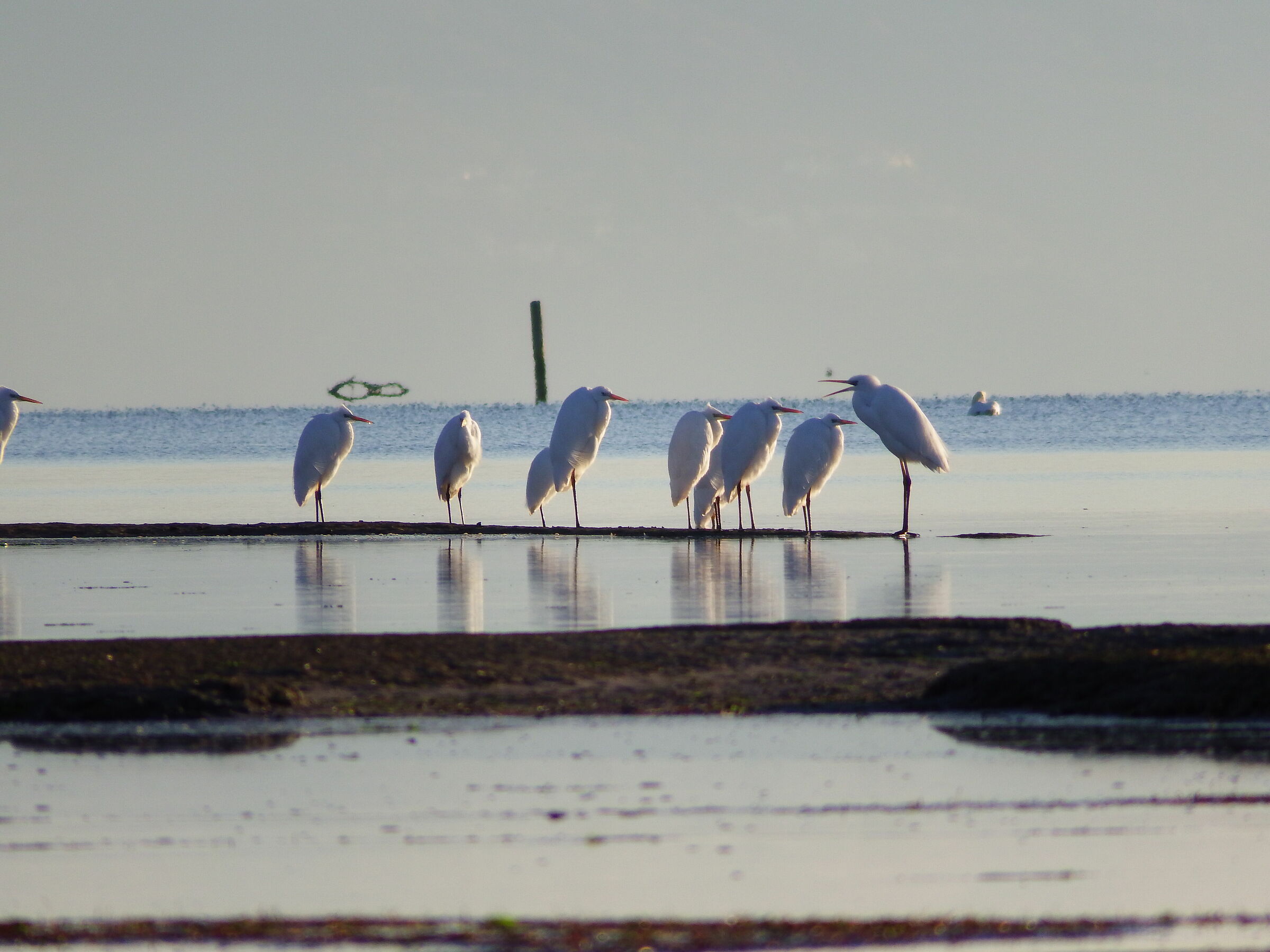 L'insegnante e gli allievi...
