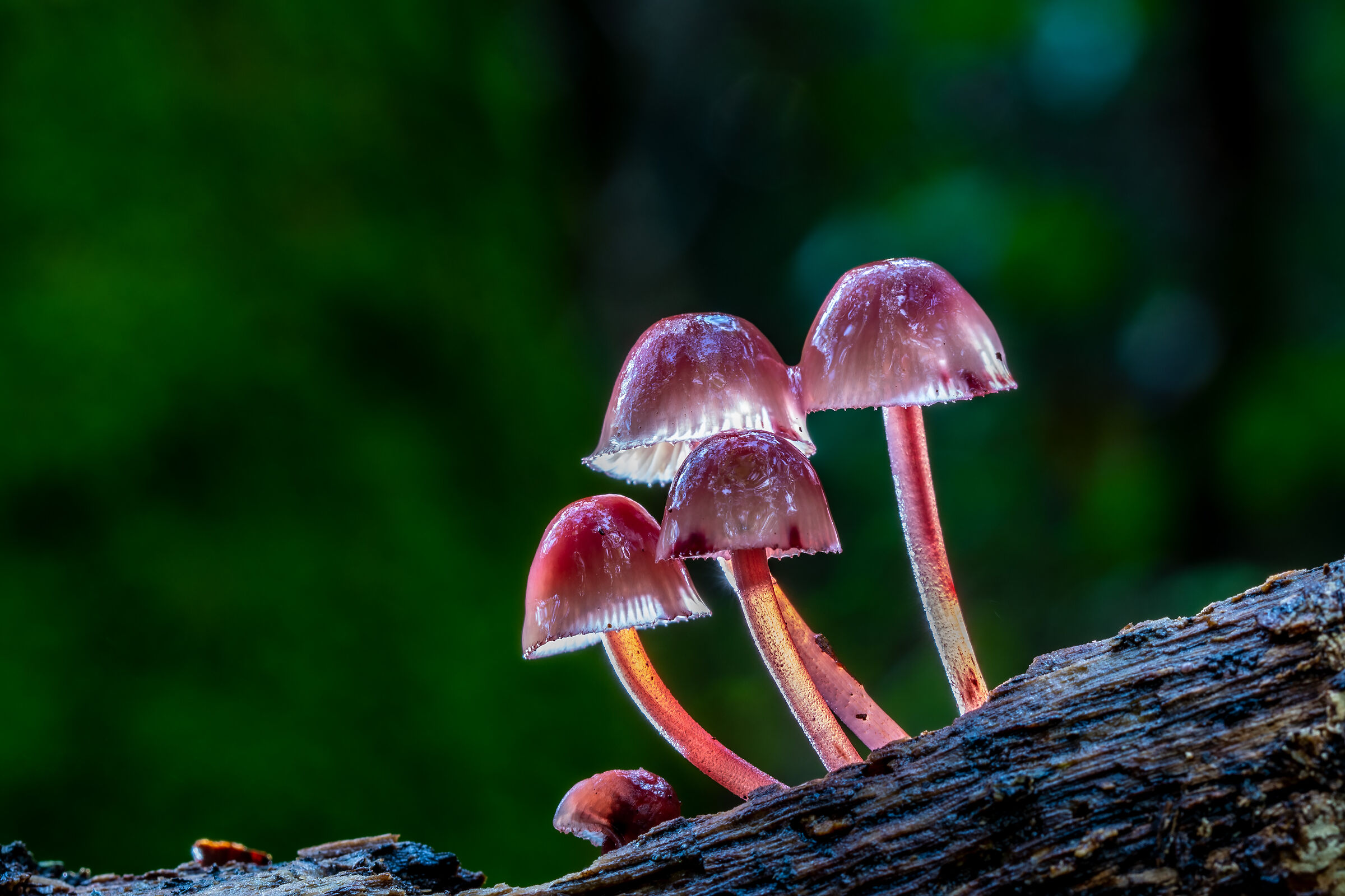 Mycena haematopus