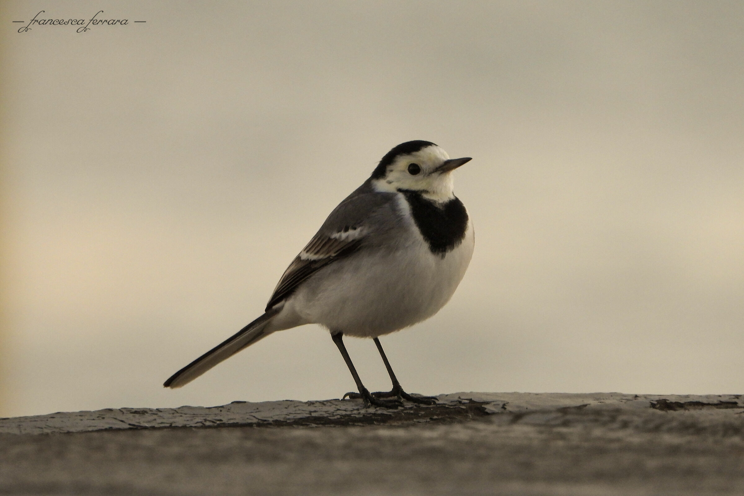 White Dancer (Motacilla Alba)