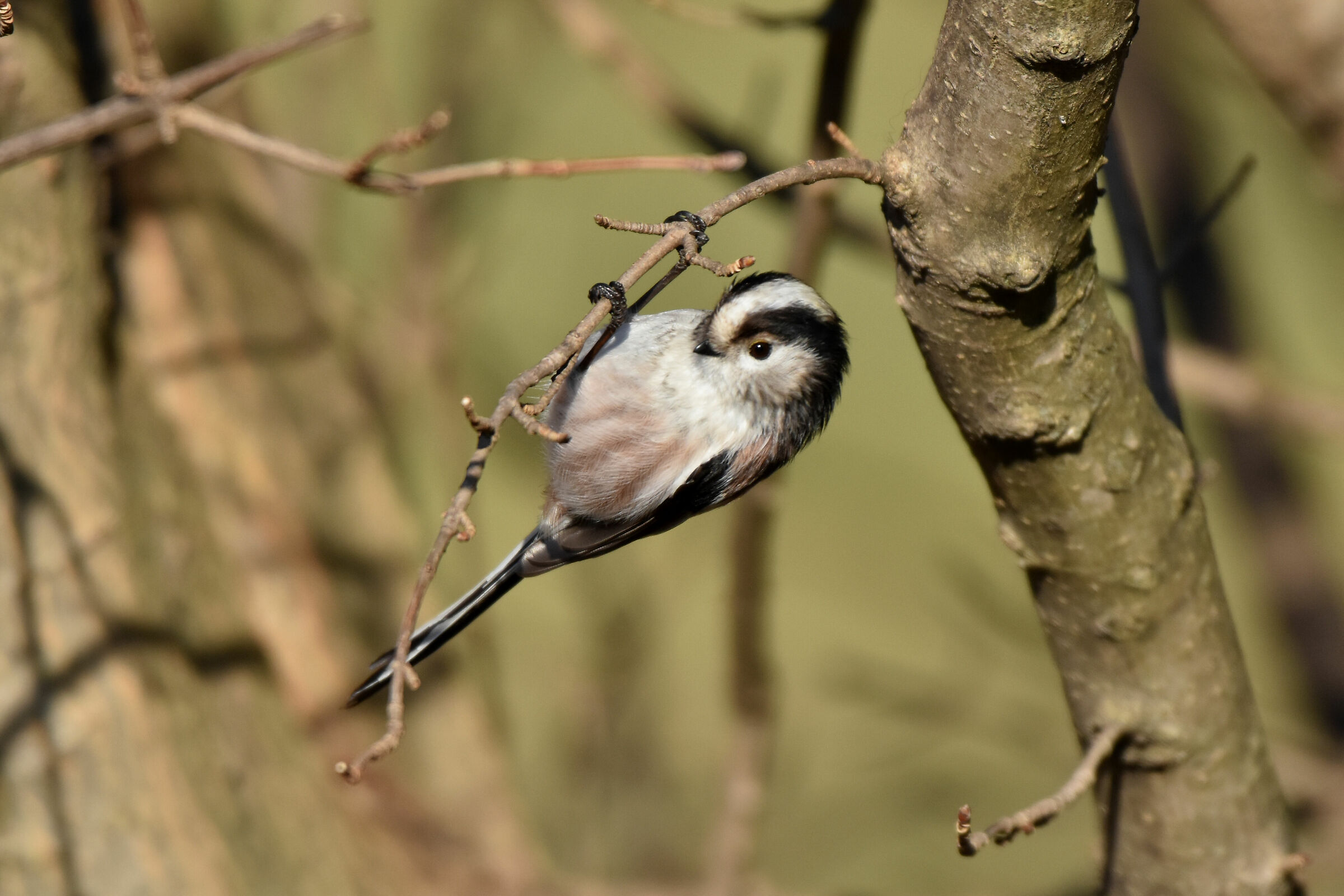 codibugnolo acrobatico