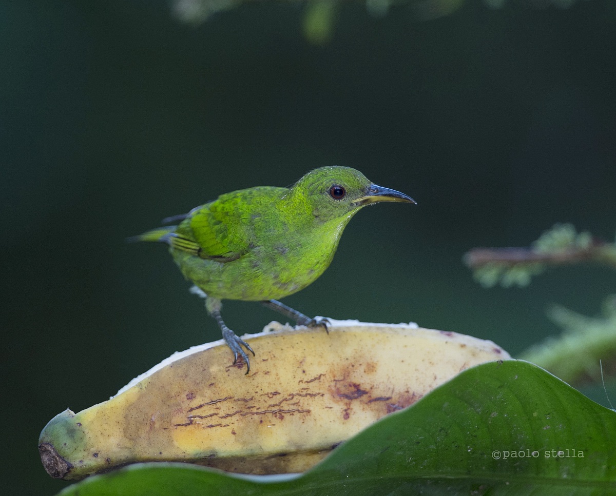 Green-Honeycreeper
