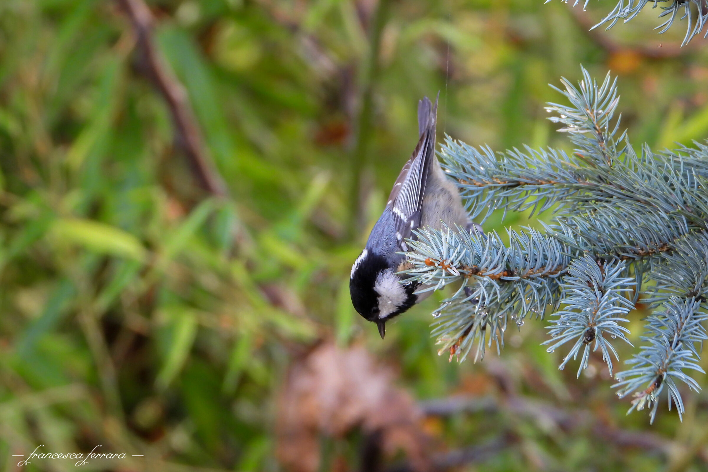 Cincia Mora (Periparus Ater)
