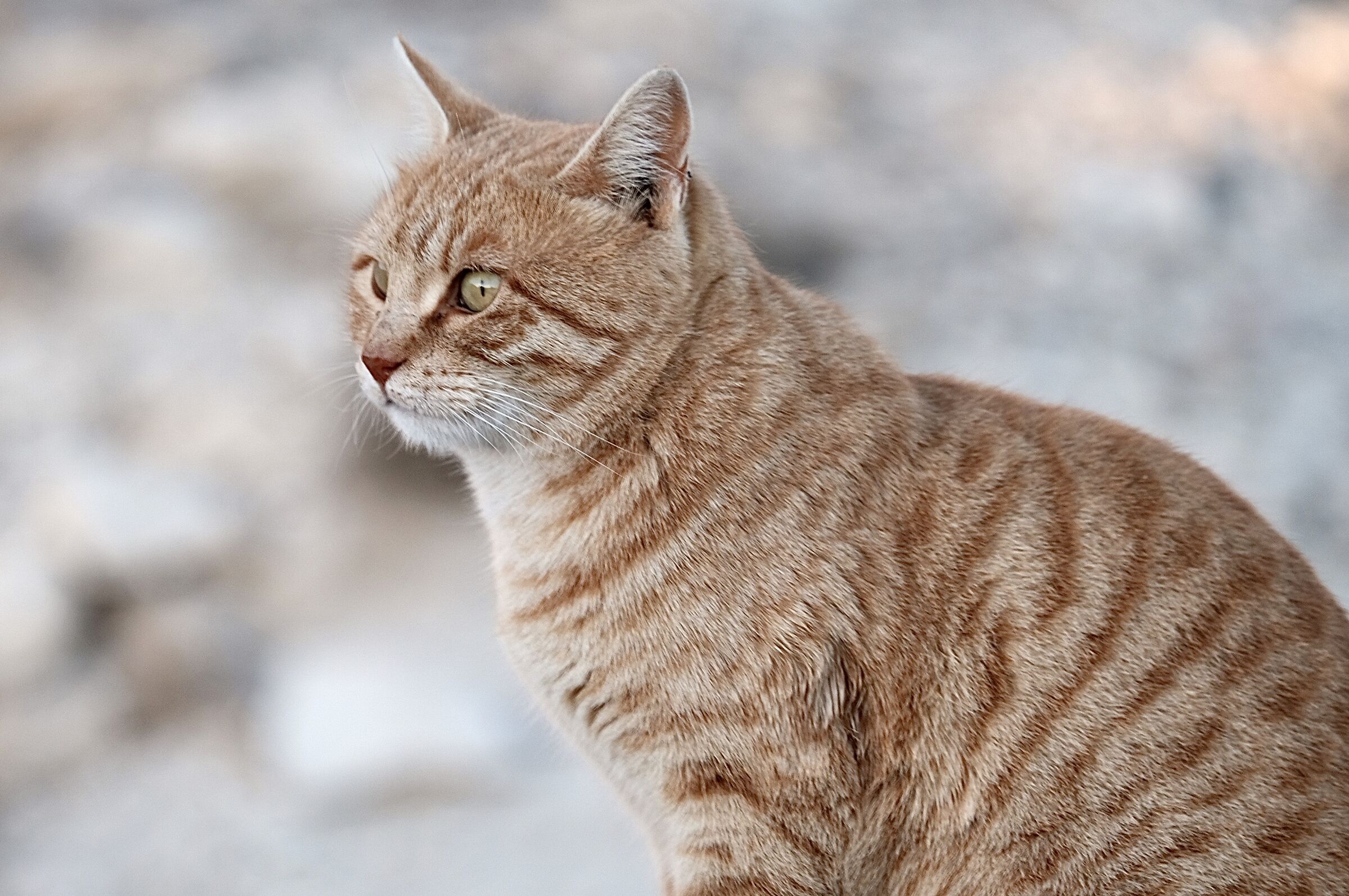 G di Giordania e di Gatto!